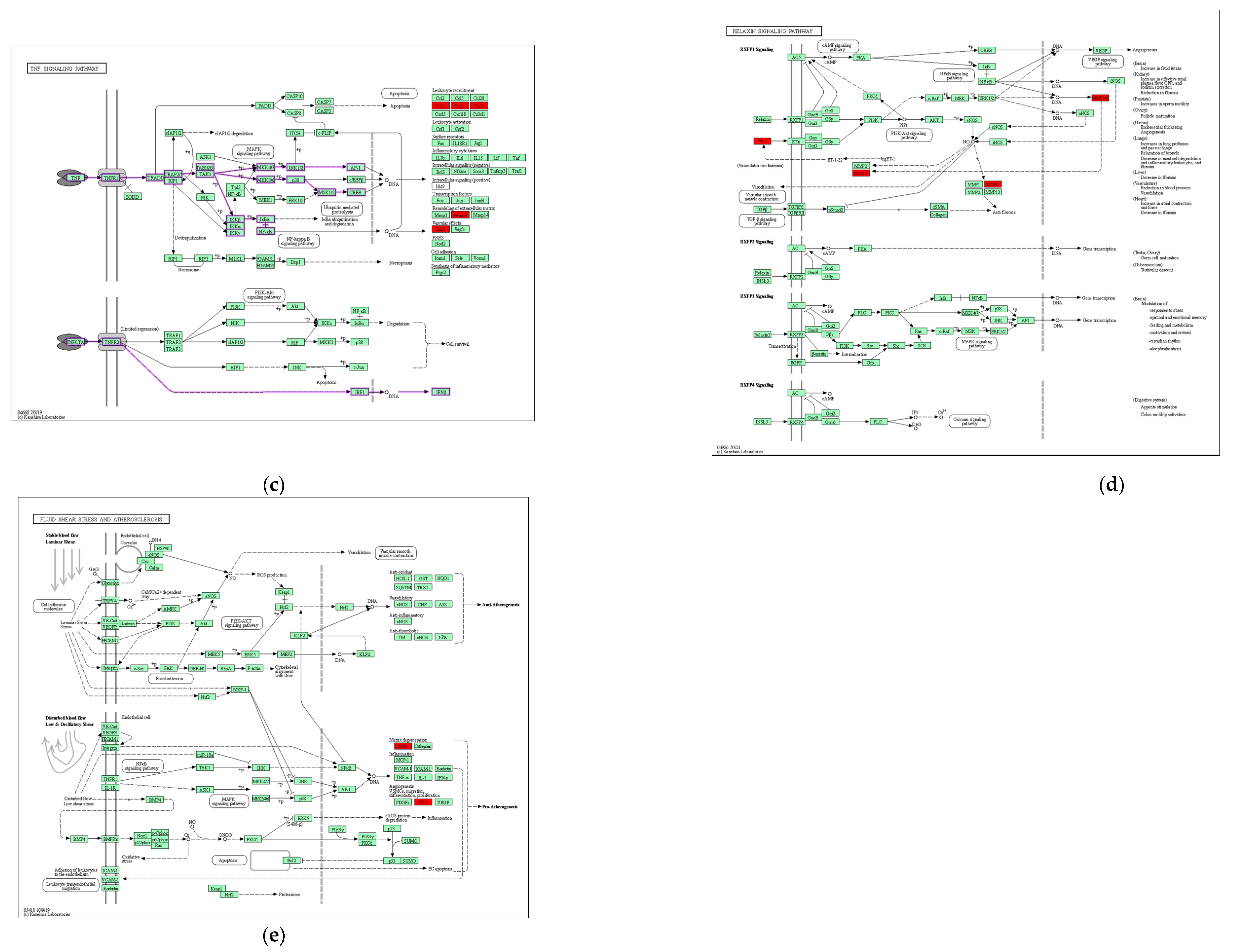 Genes 13 01238 g005b Genes 13 01238 g005b