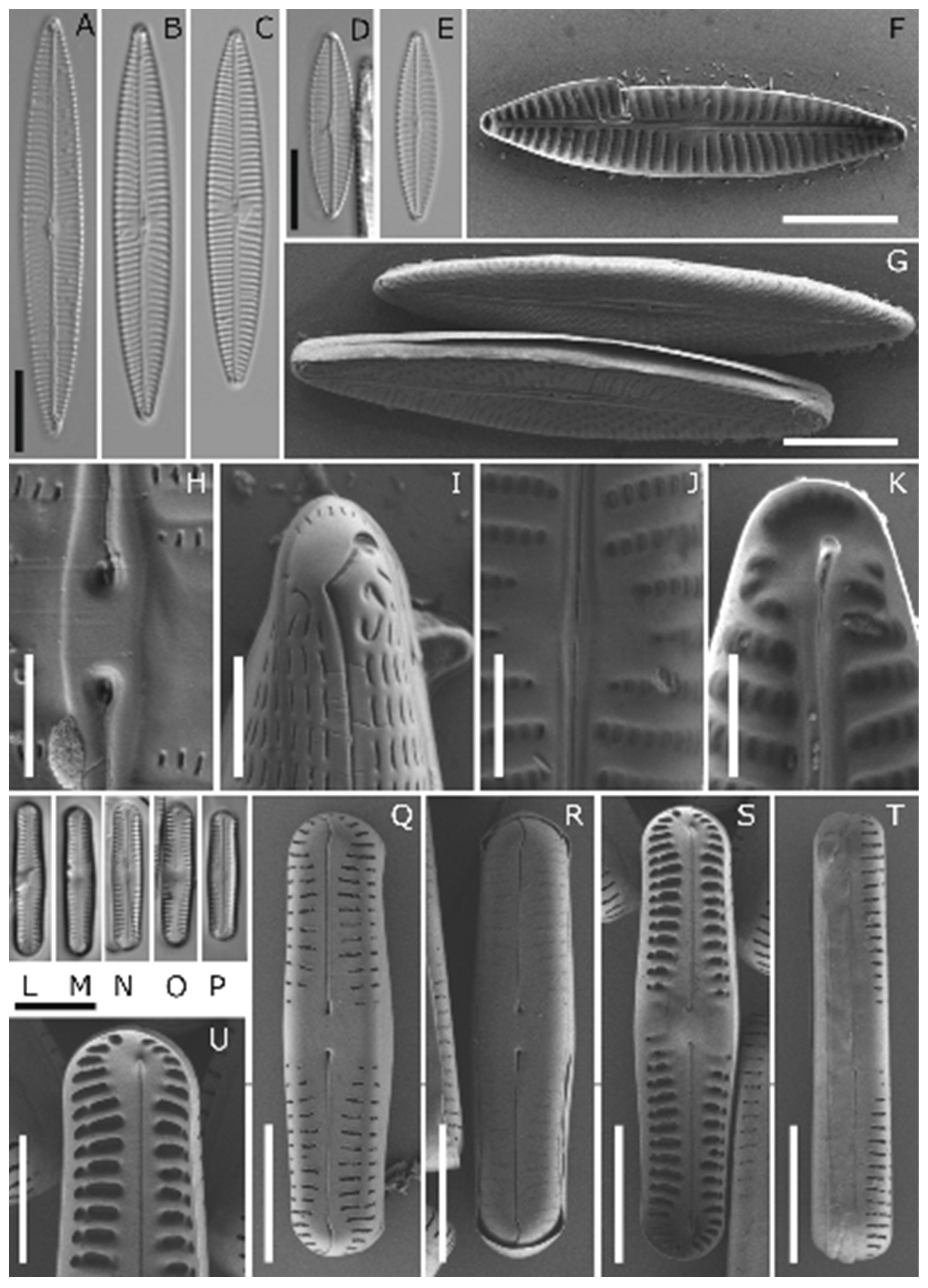 Genes 13 01264 g002