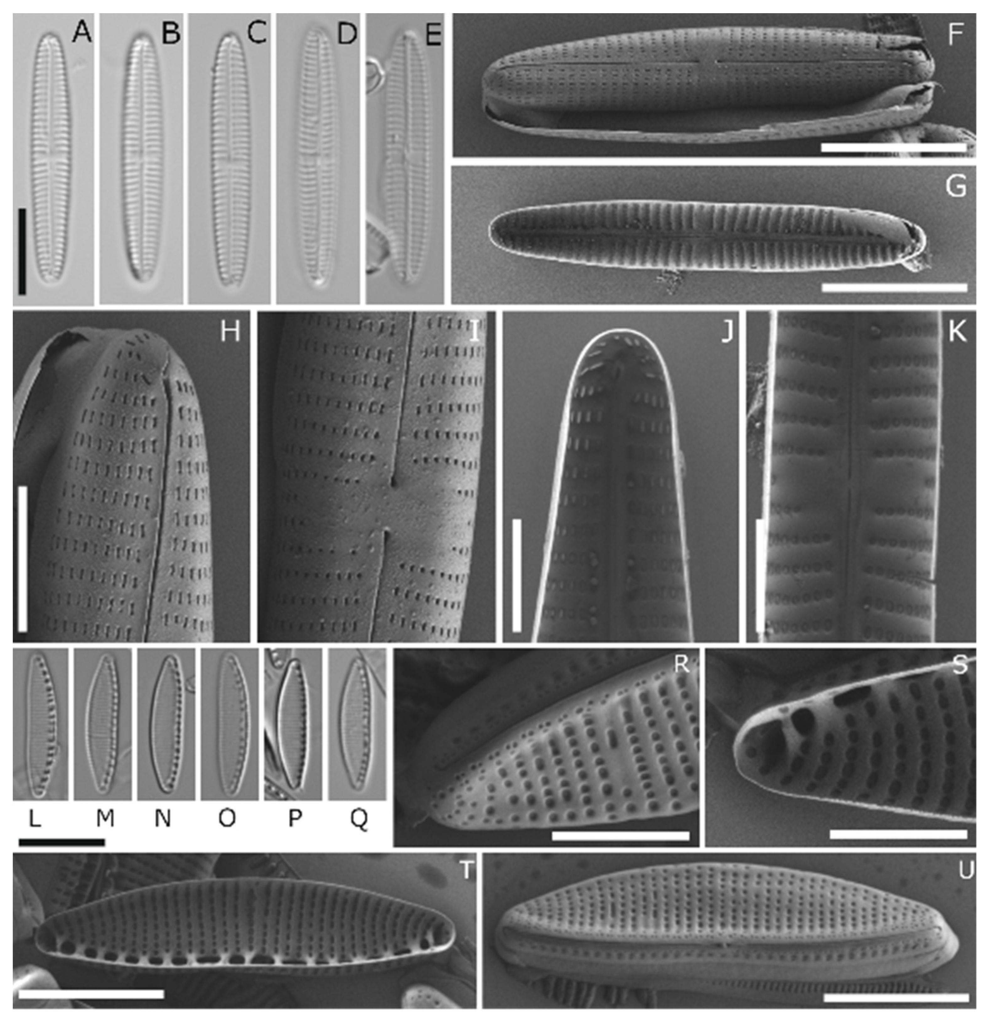 Genes 13 01264 g003