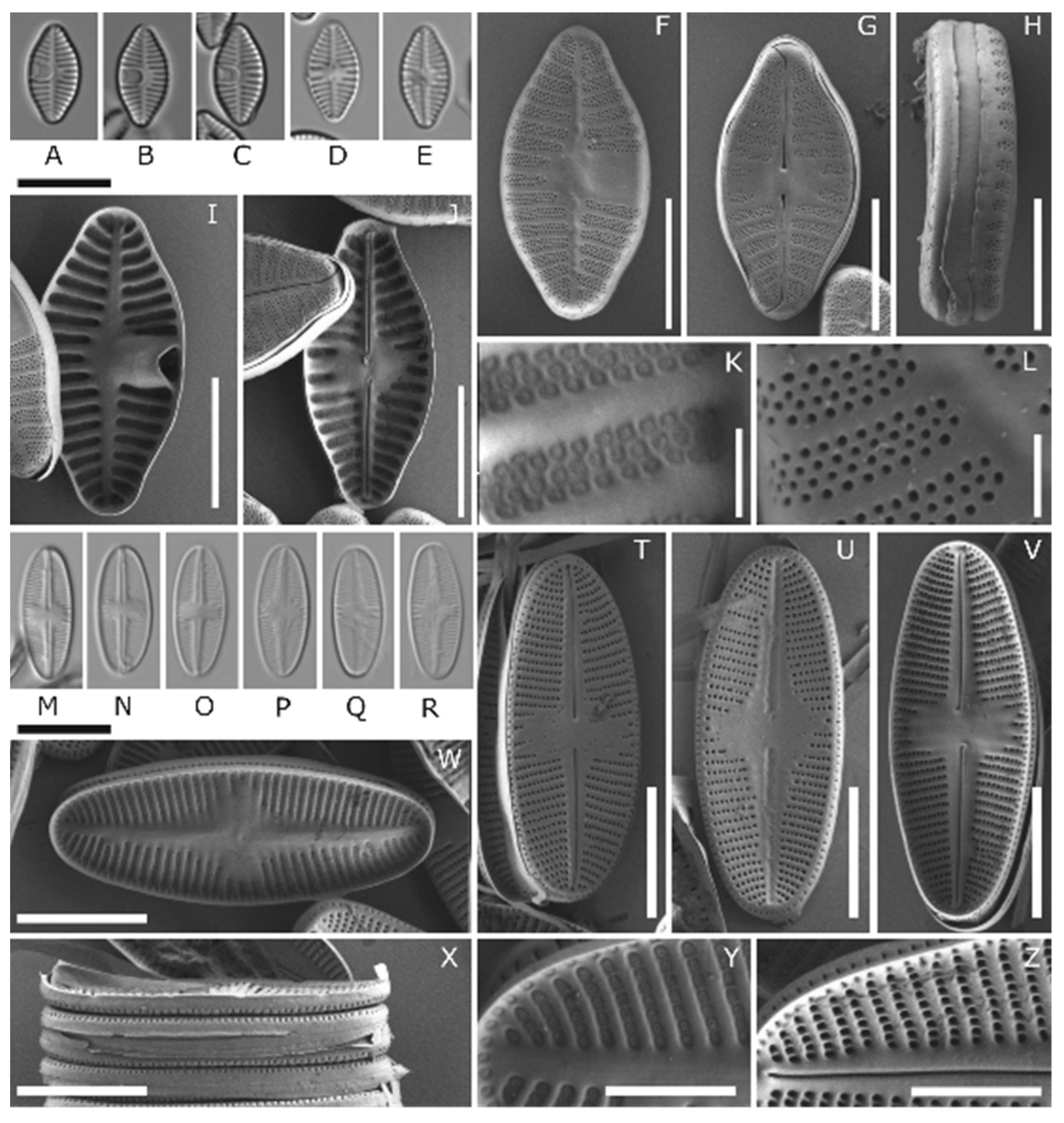 Genes 13 01264 g004
