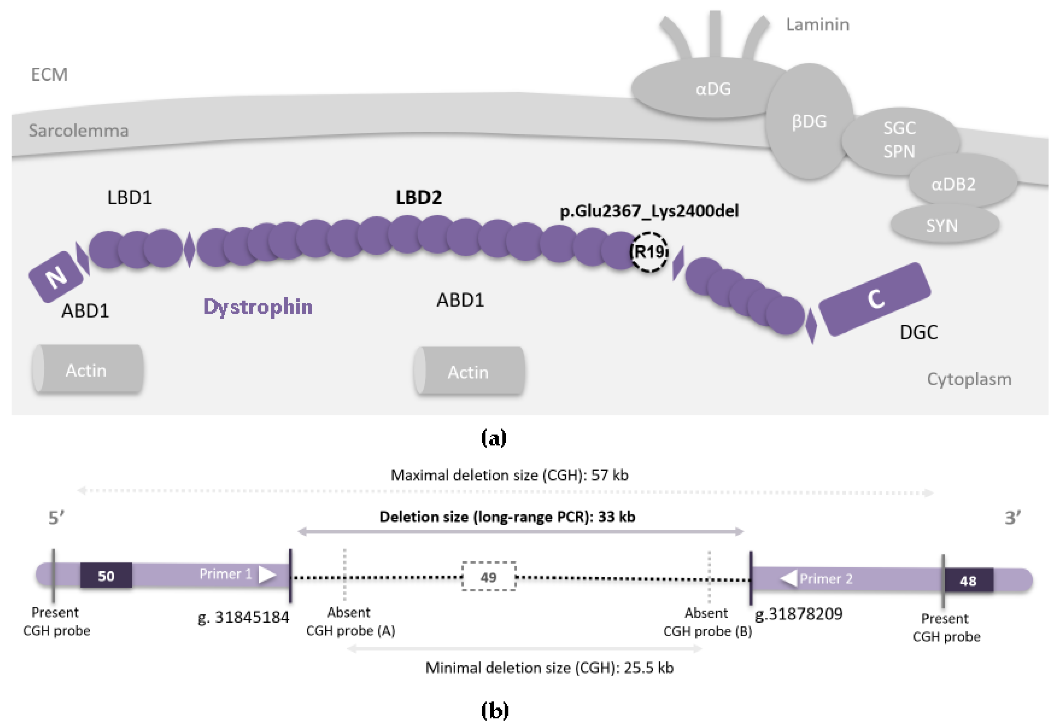 Genes 13 01277 g001 Genes 13 01277 g001