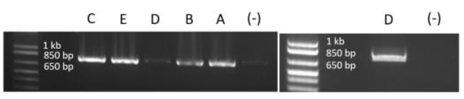 Genes 13 01277 g002 Genes 13 01277 g002