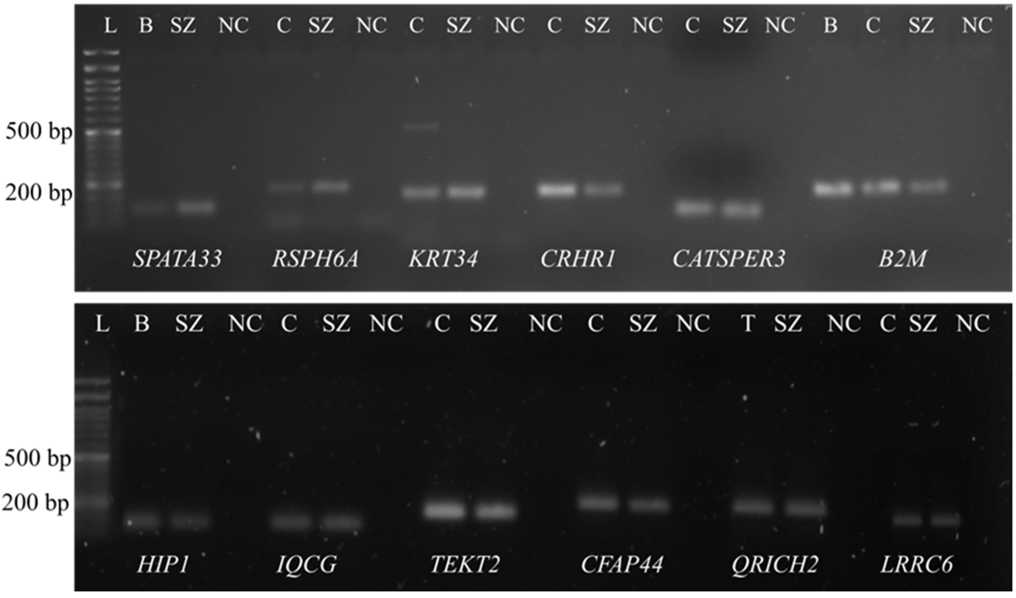 Genes 13 01291 g001