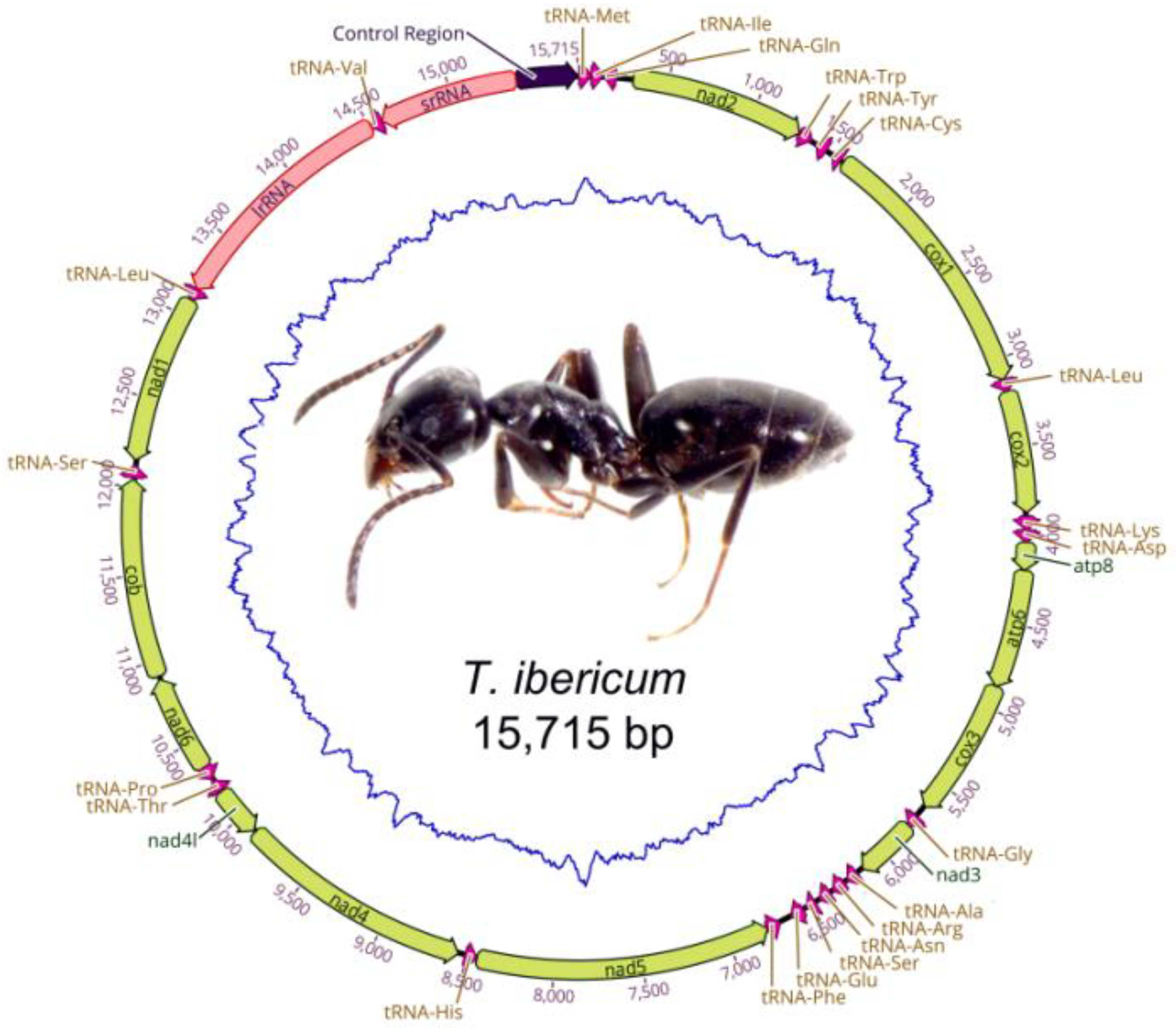 Genes 13 01325 g001
