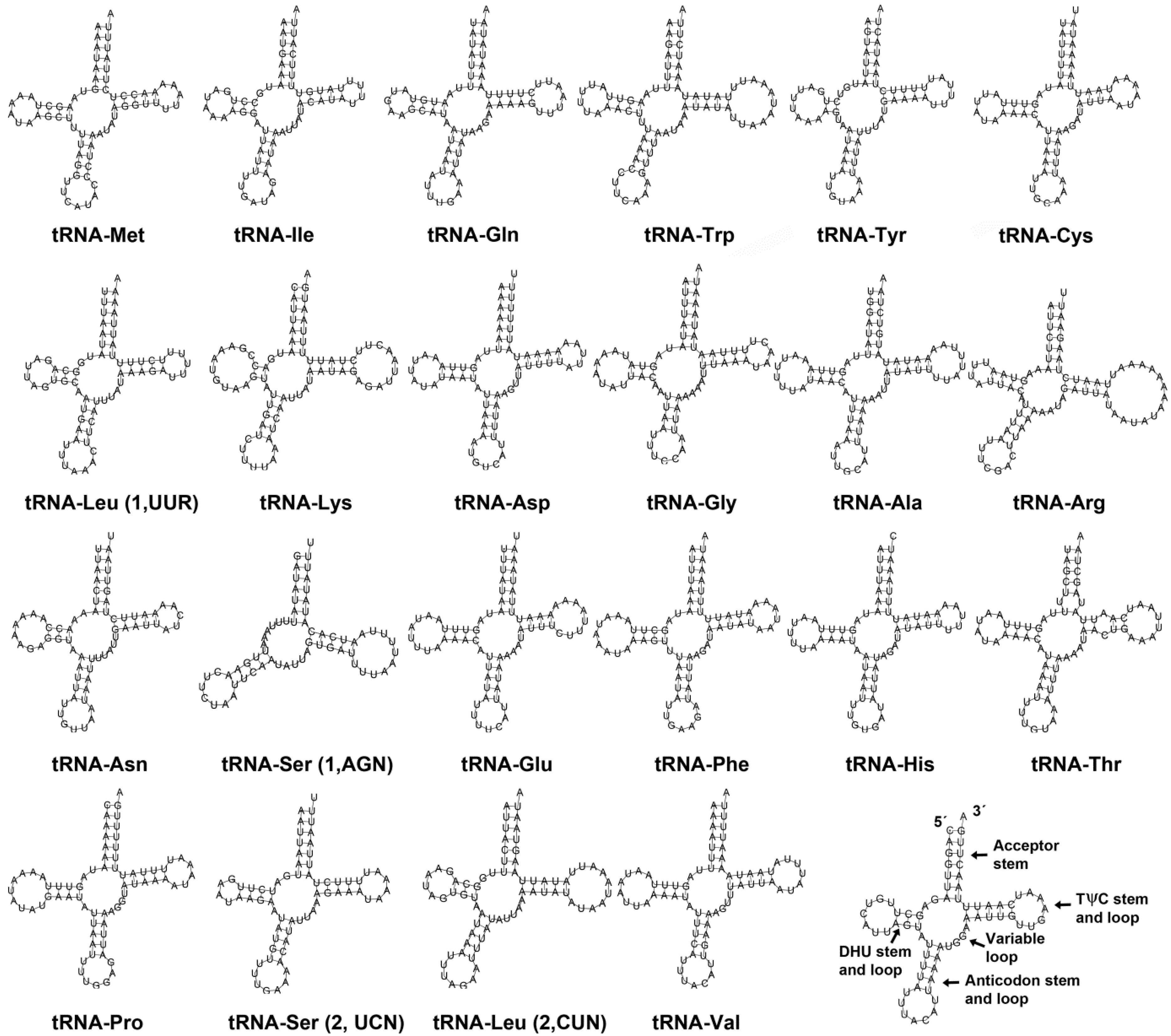 Genes 13 01325 g003