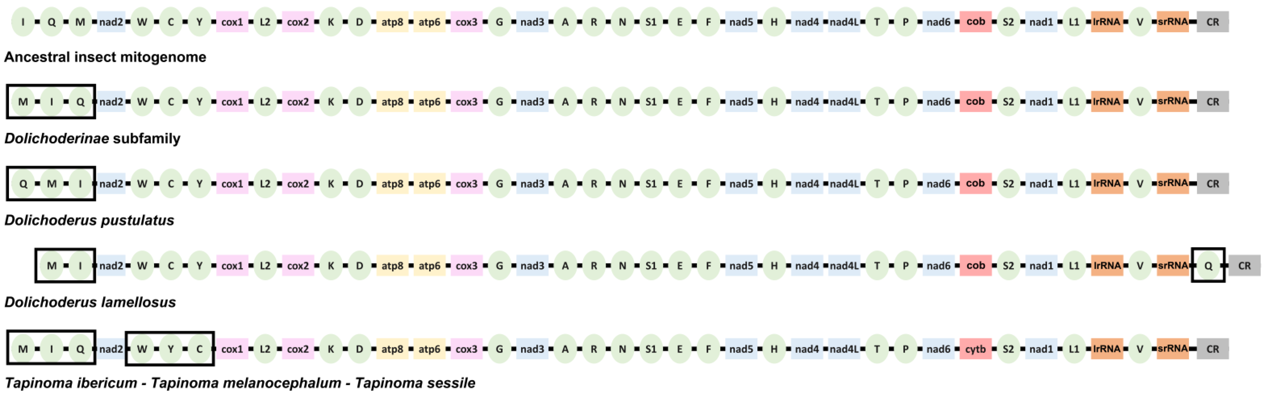 Genes 13 01325 g004