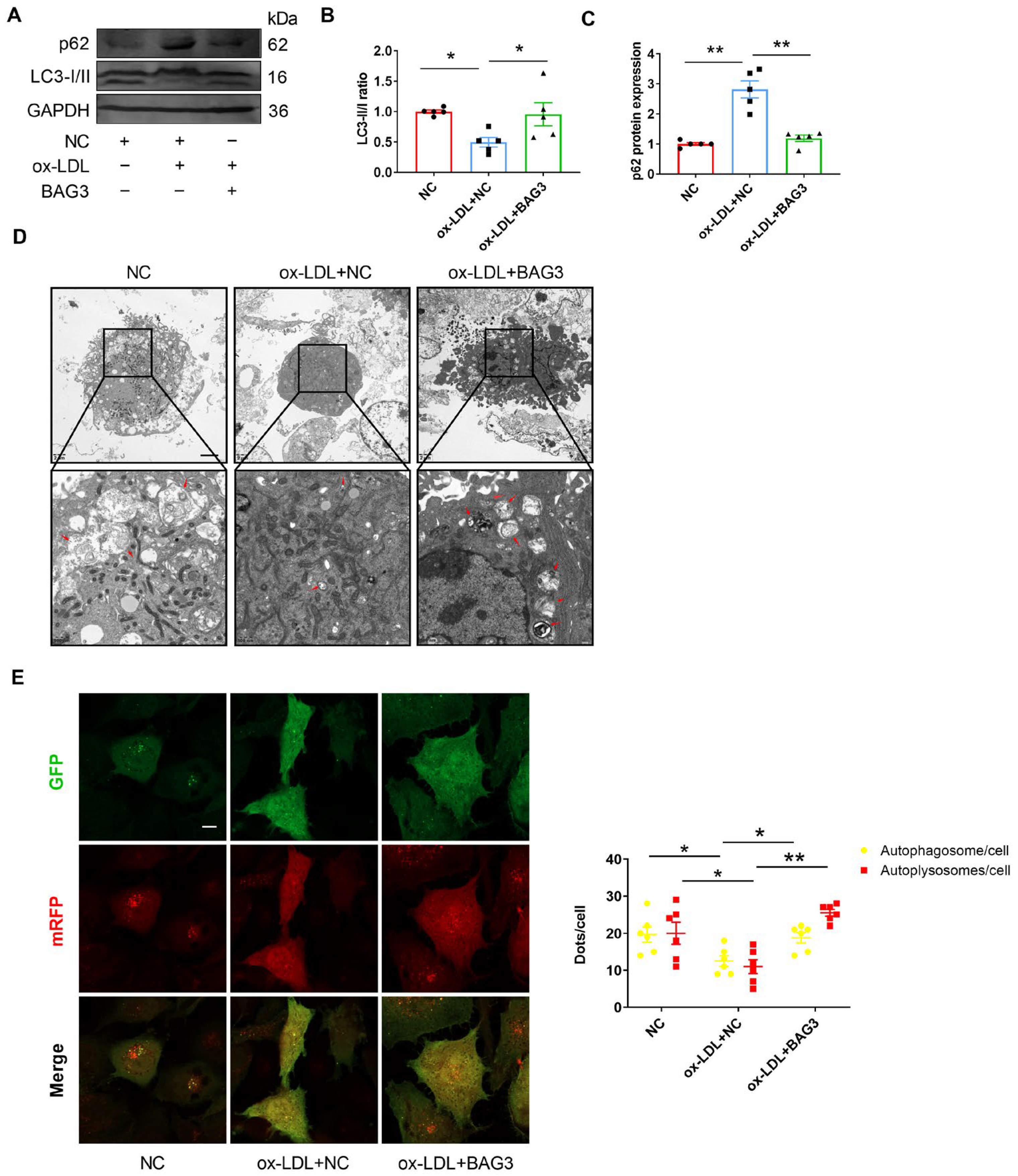Genes 13 01338 g003 Genes 13 01338 g003