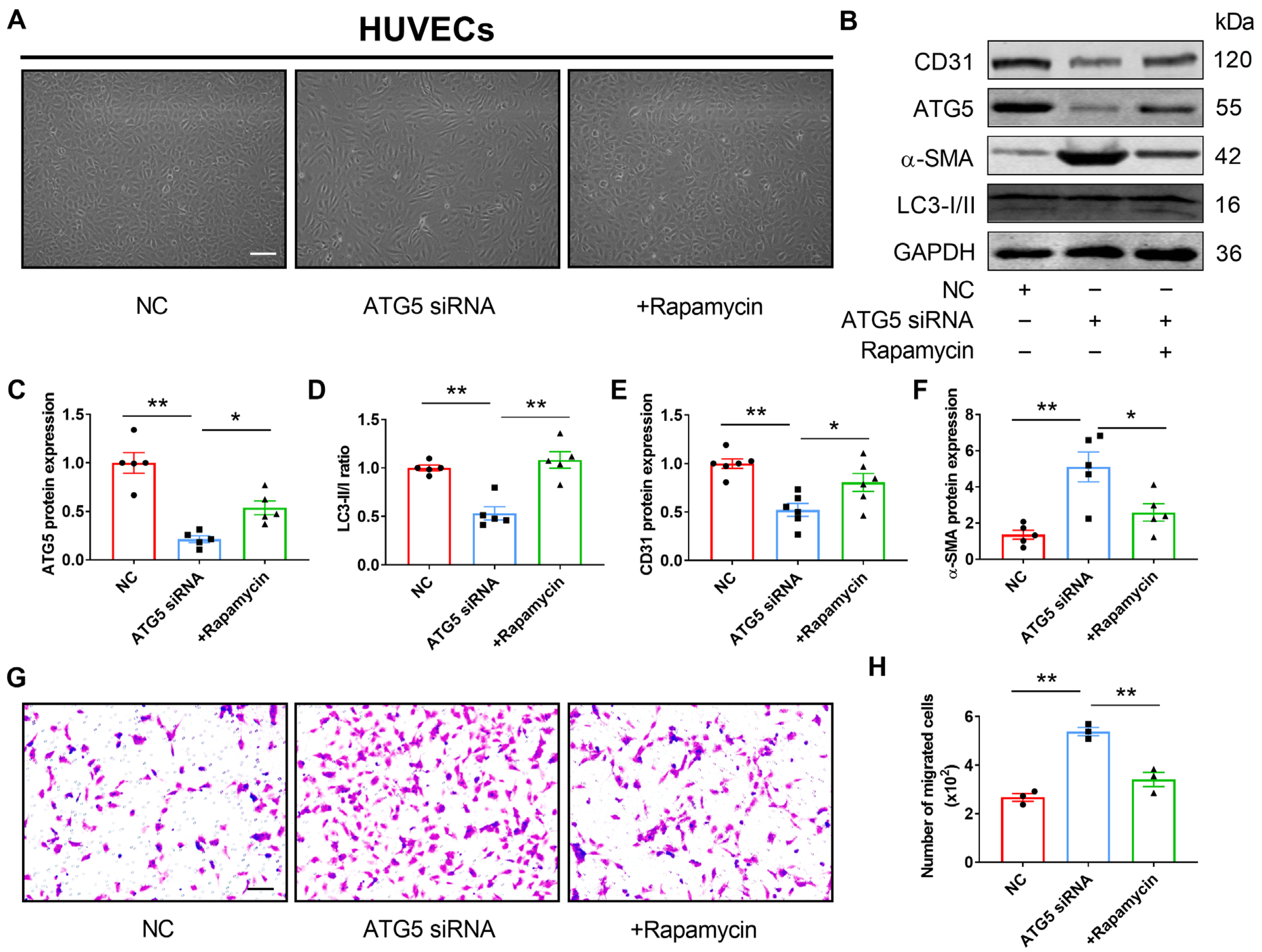 Genes 13 01338 g004 Genes 13 01338 g004
