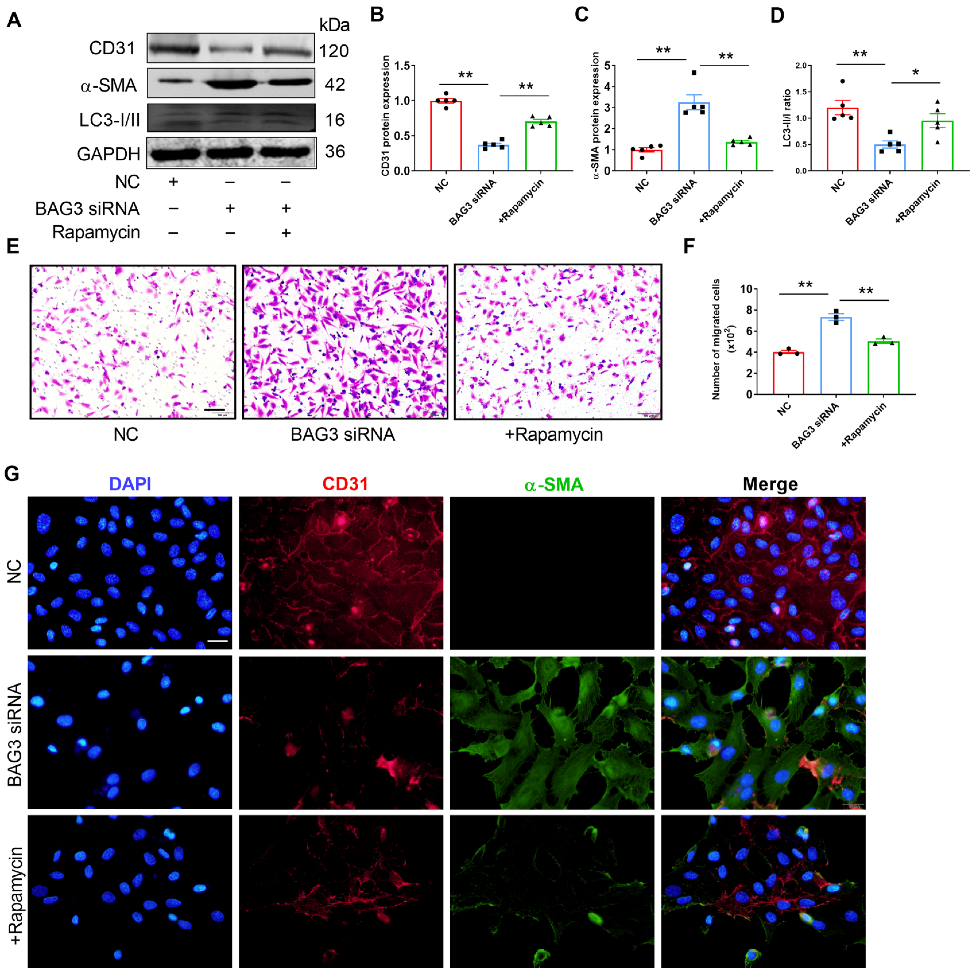 Genes 13 01338 g005 Genes 13 01338 g005