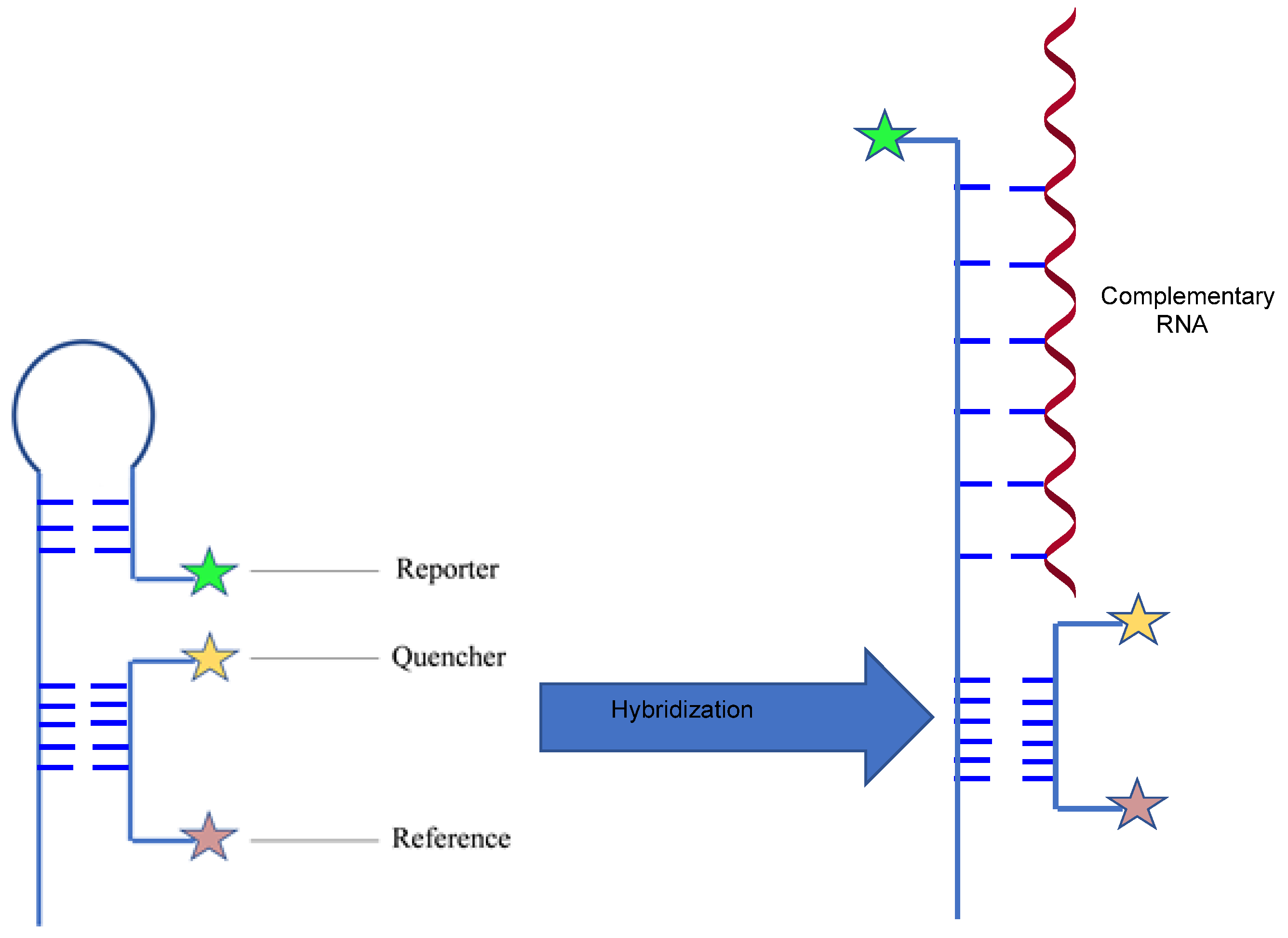 Genes 13 01348 g004 Genes 13 01348 g004