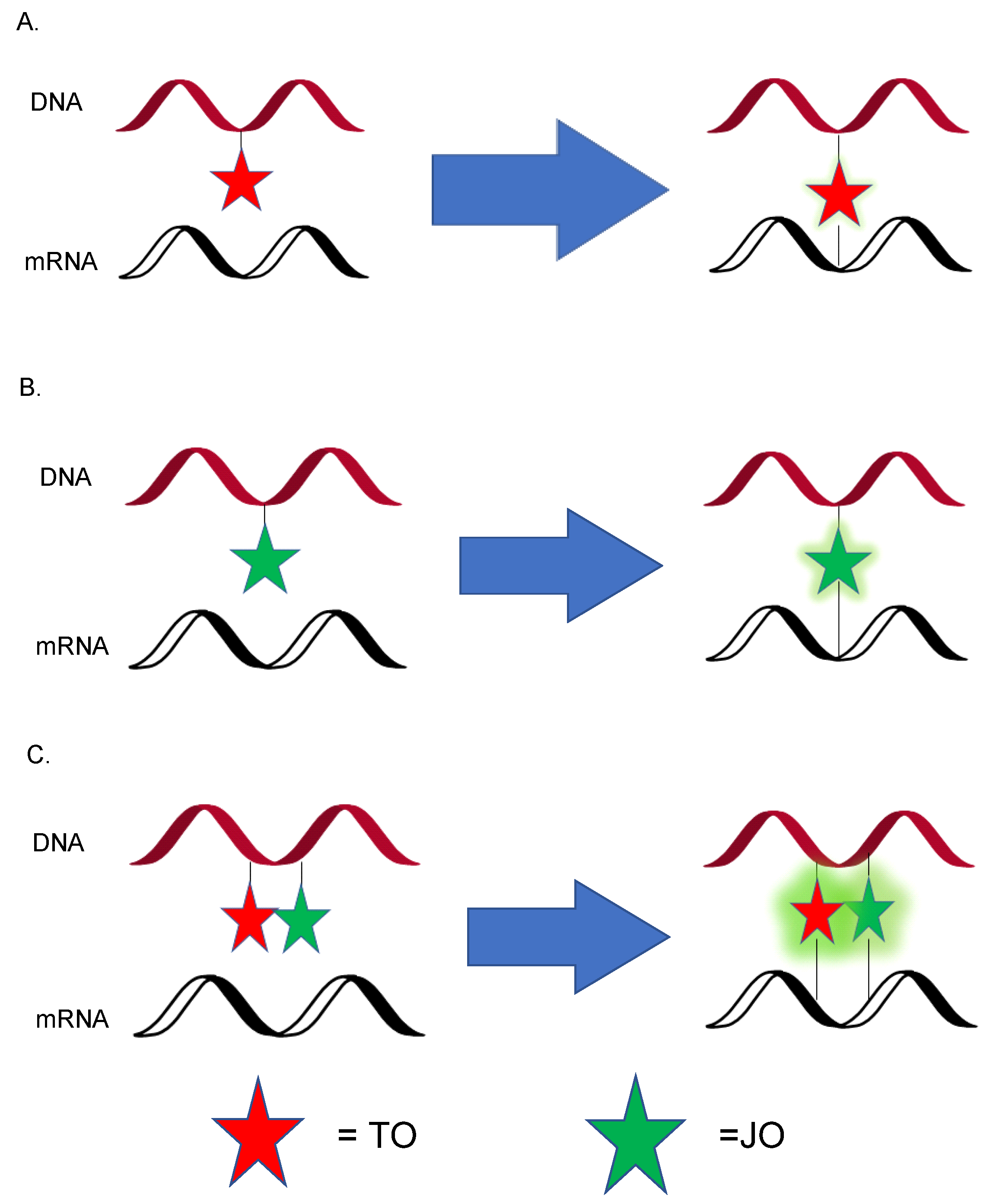Genes 13 01348 g007 Genes 13 01348 g007