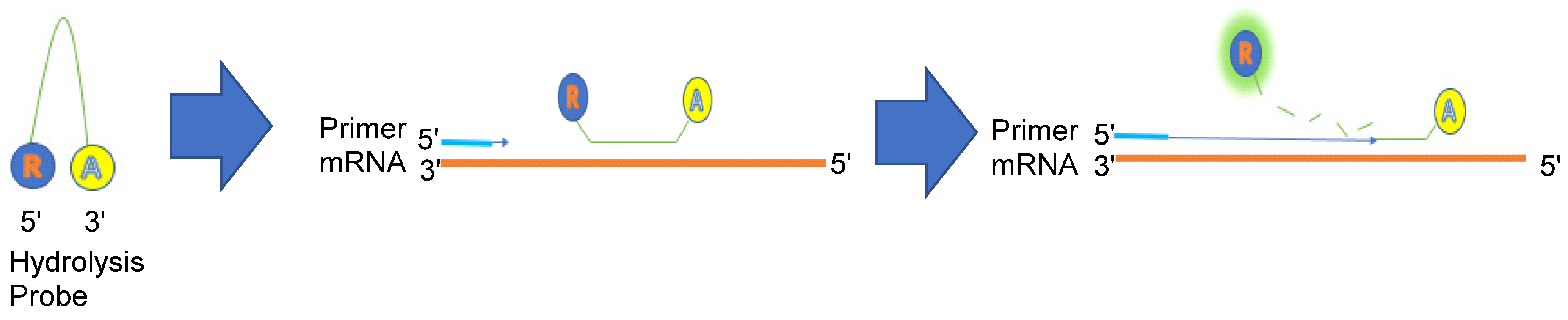 Genes 13 01348 g011 Genes 13 01348 g011