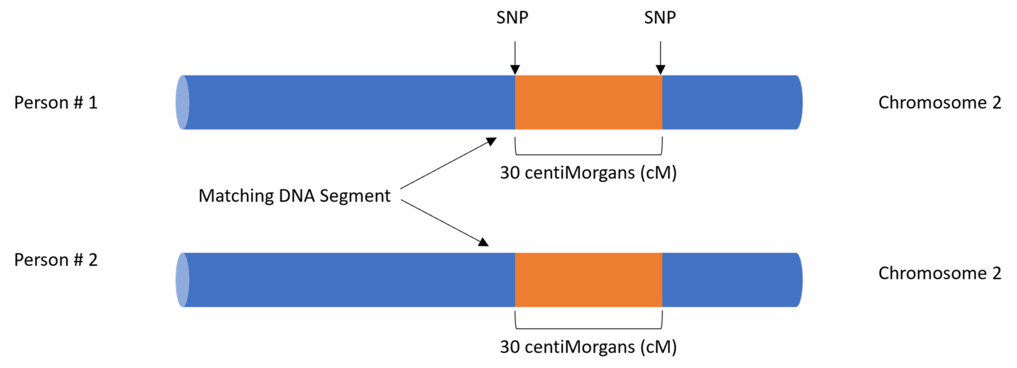 Genes 13 01381 g001 Genes 13 01381 g001