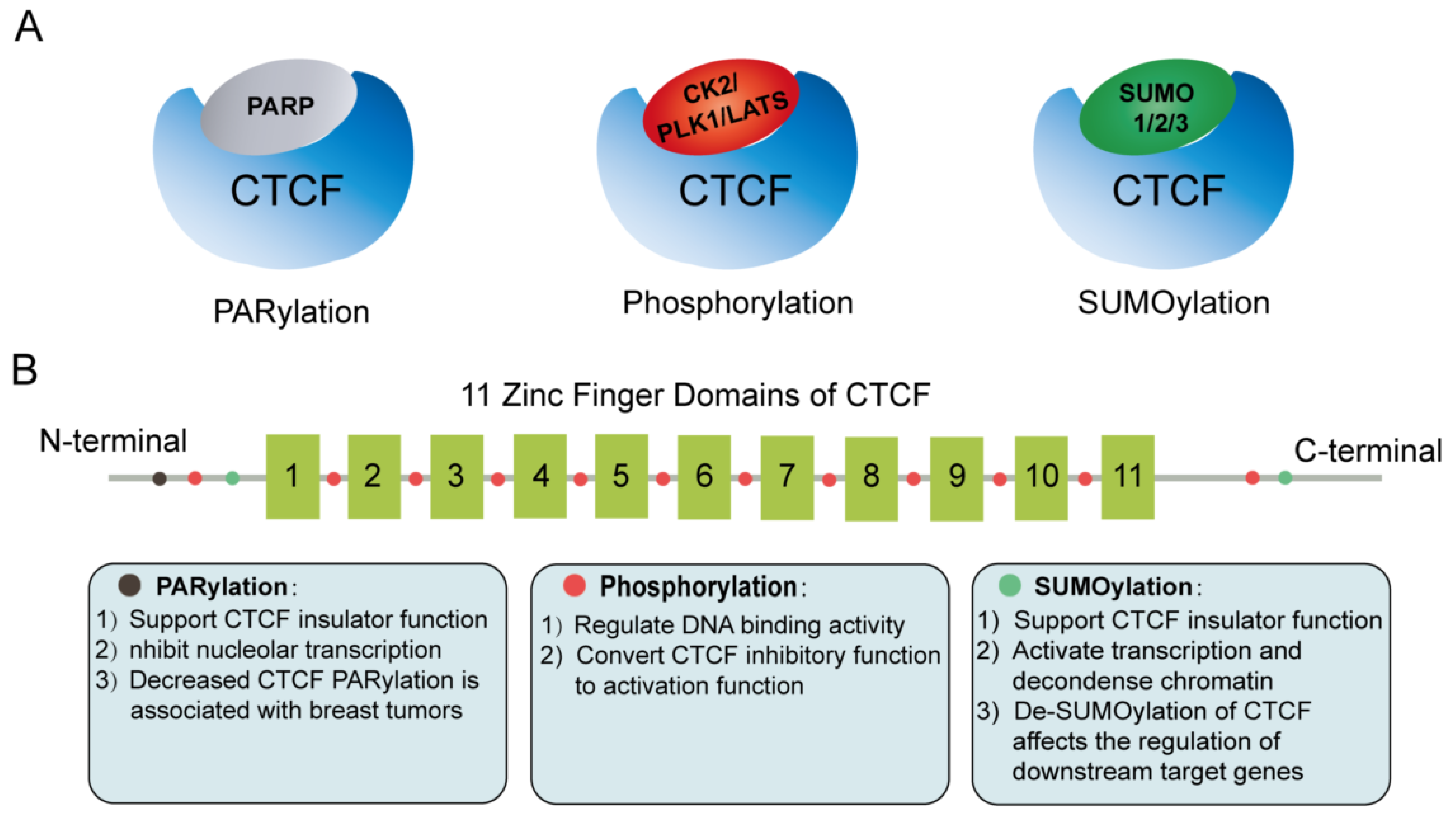 Genes 13 01383 g004