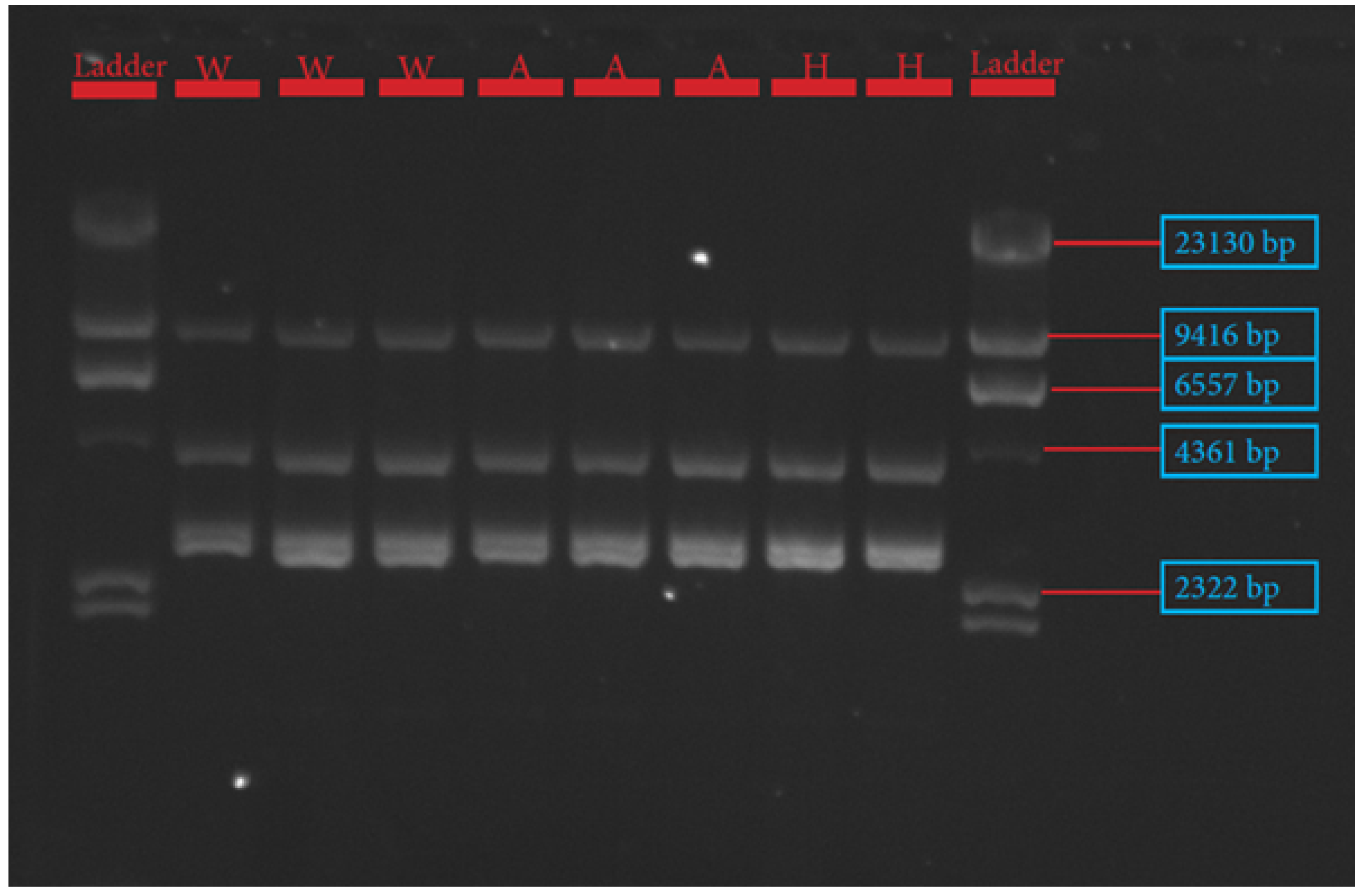 Genes 13 01411 g001