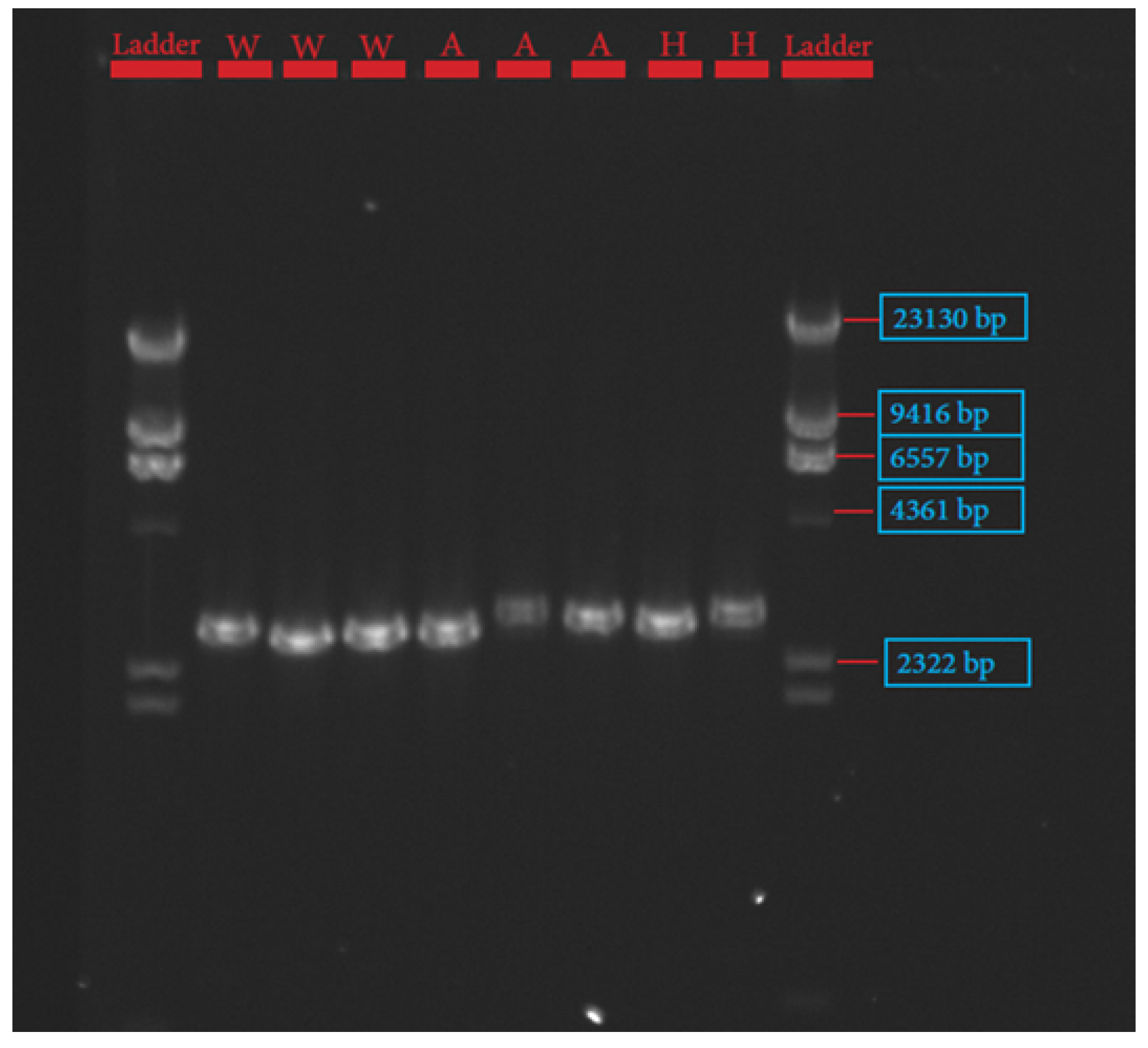 Genes 13 01411 g003