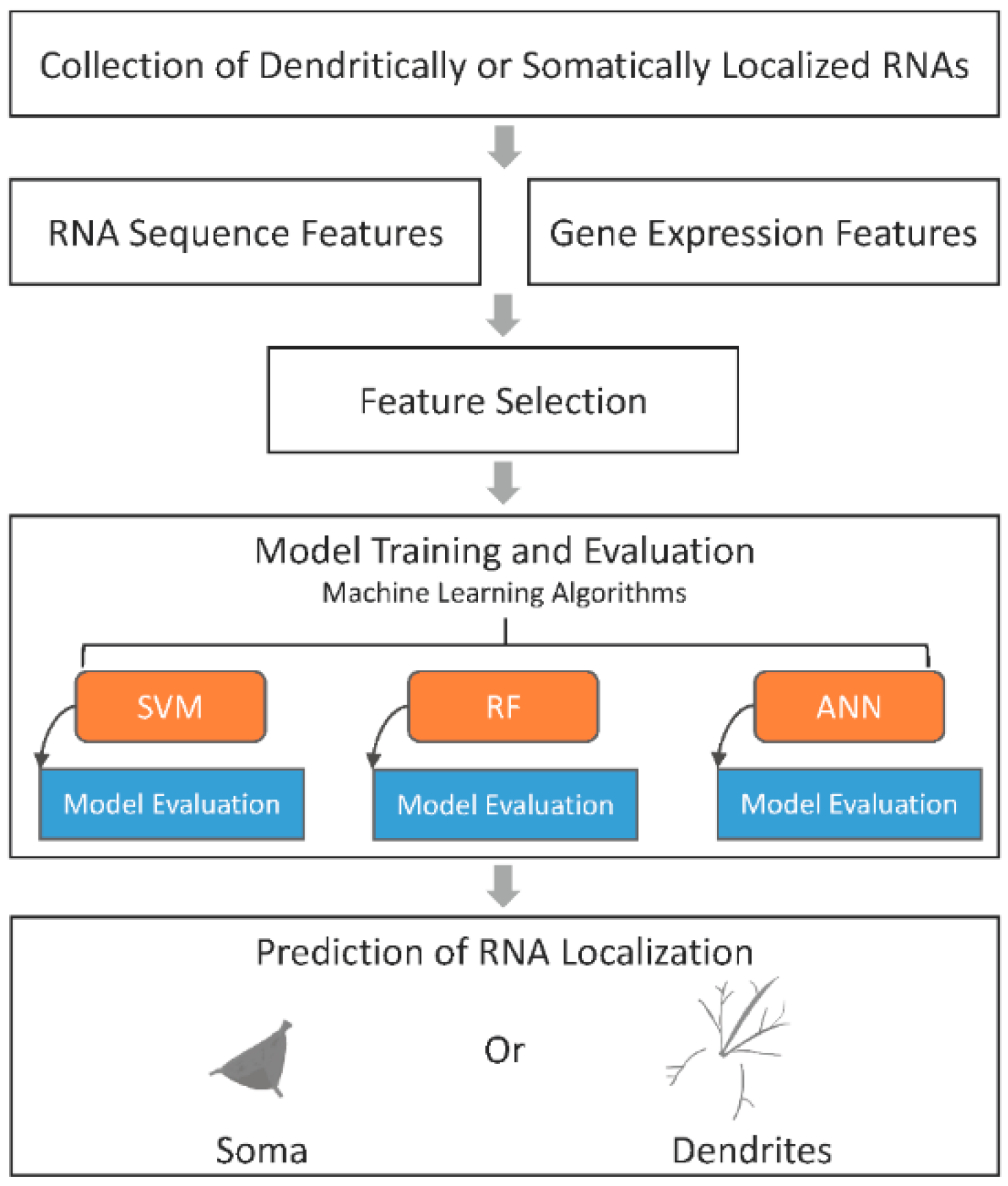 Genes 13 01488 g001 Genes 13 01488 g001