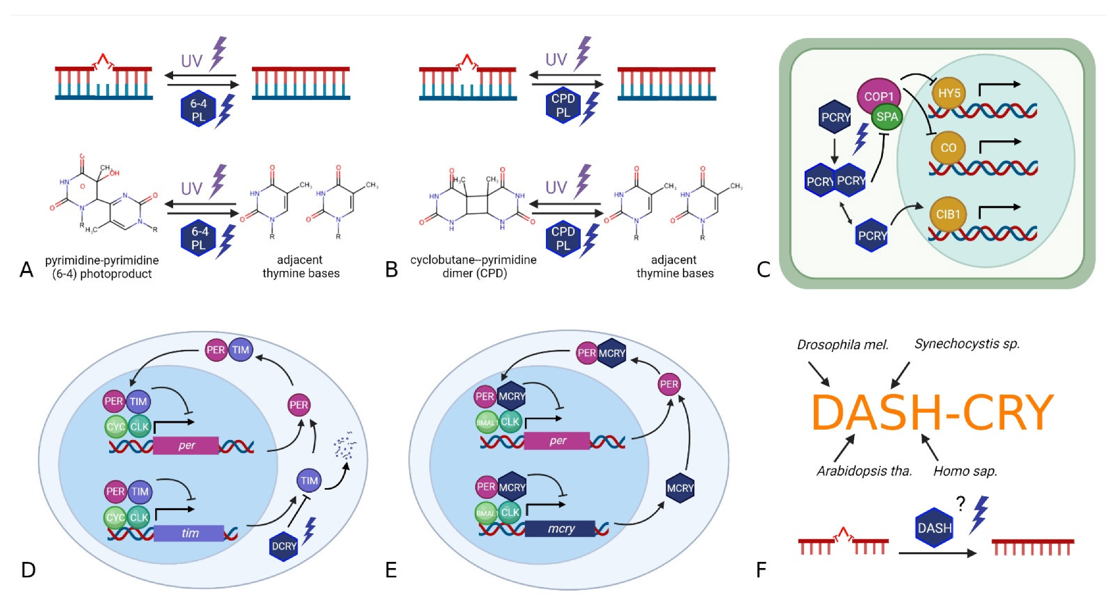 Genes 13 01613 g001 Genes 13 01613 g001