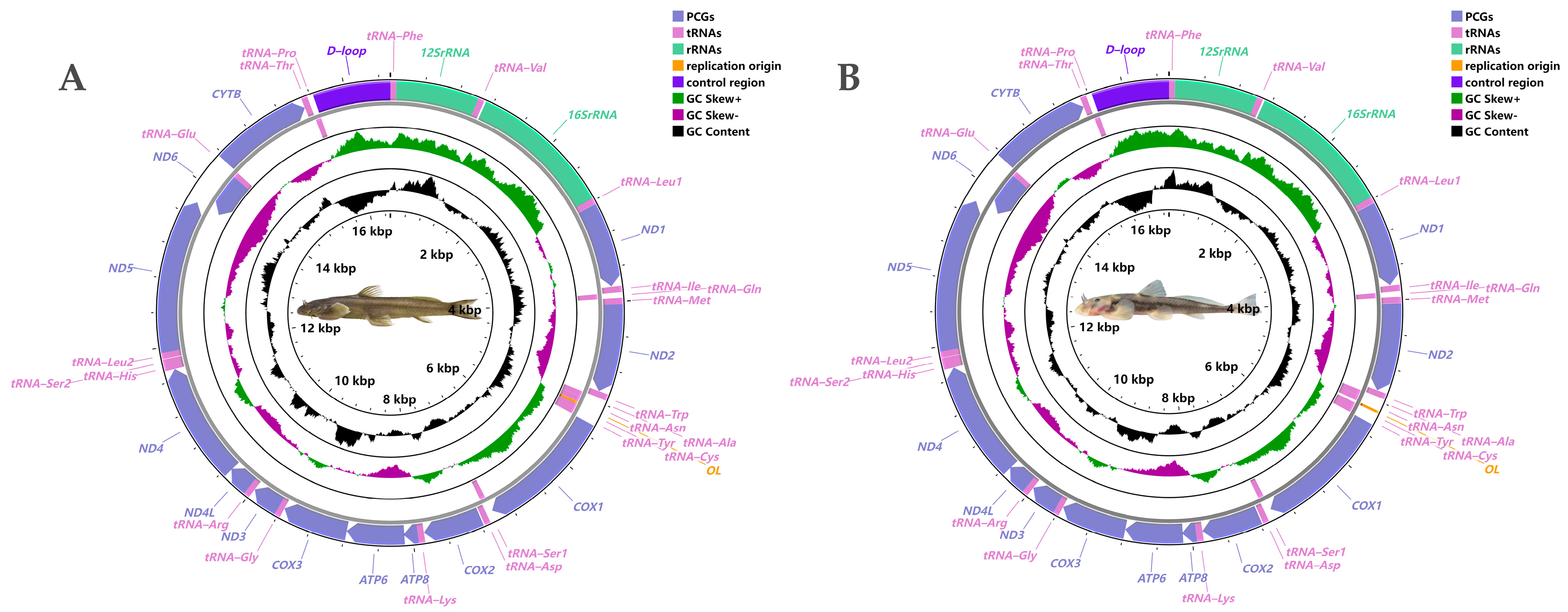 Genes 13 01615 g001 Genes 13 01615 g001