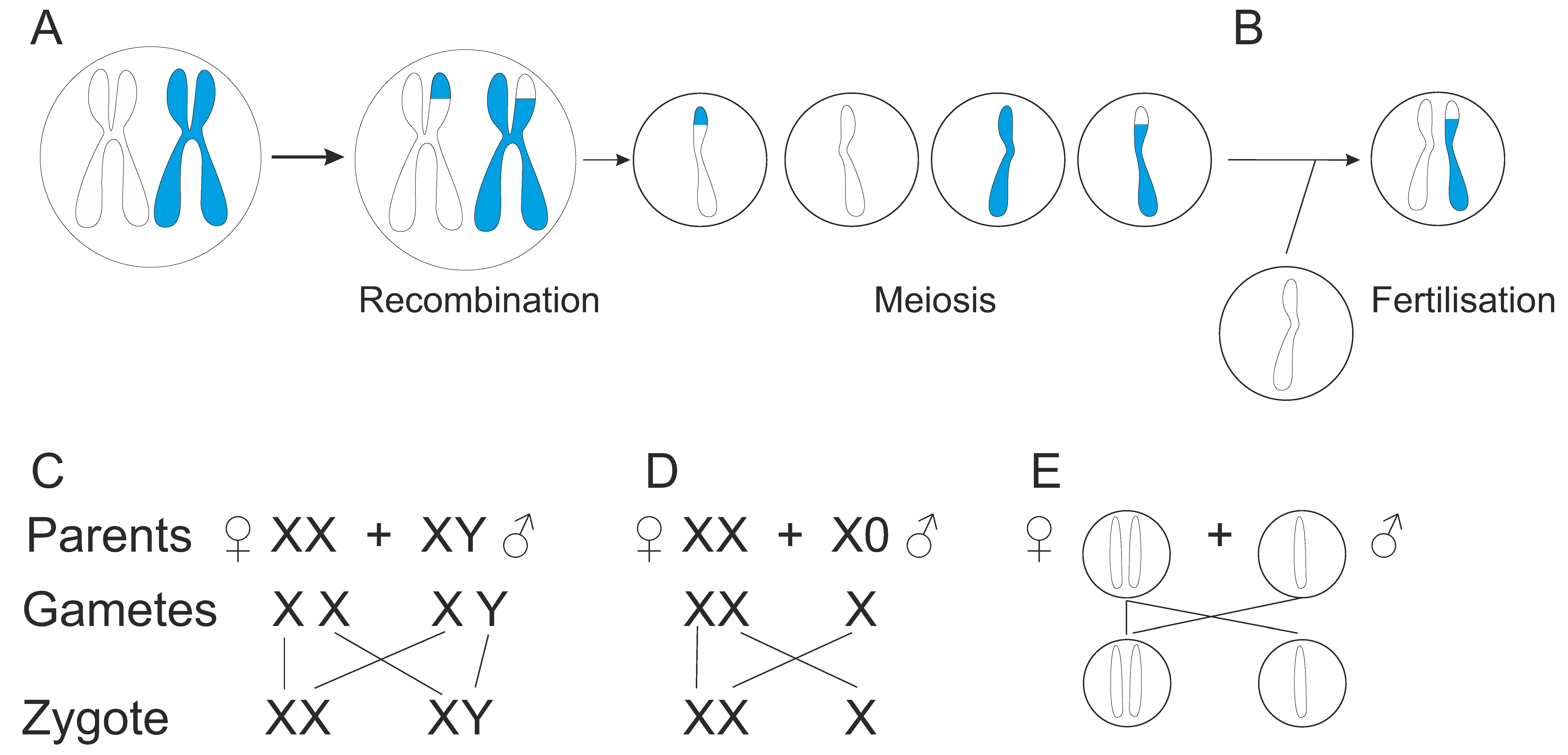 Genes 13 01626 g004 Genes 13 01626 g004