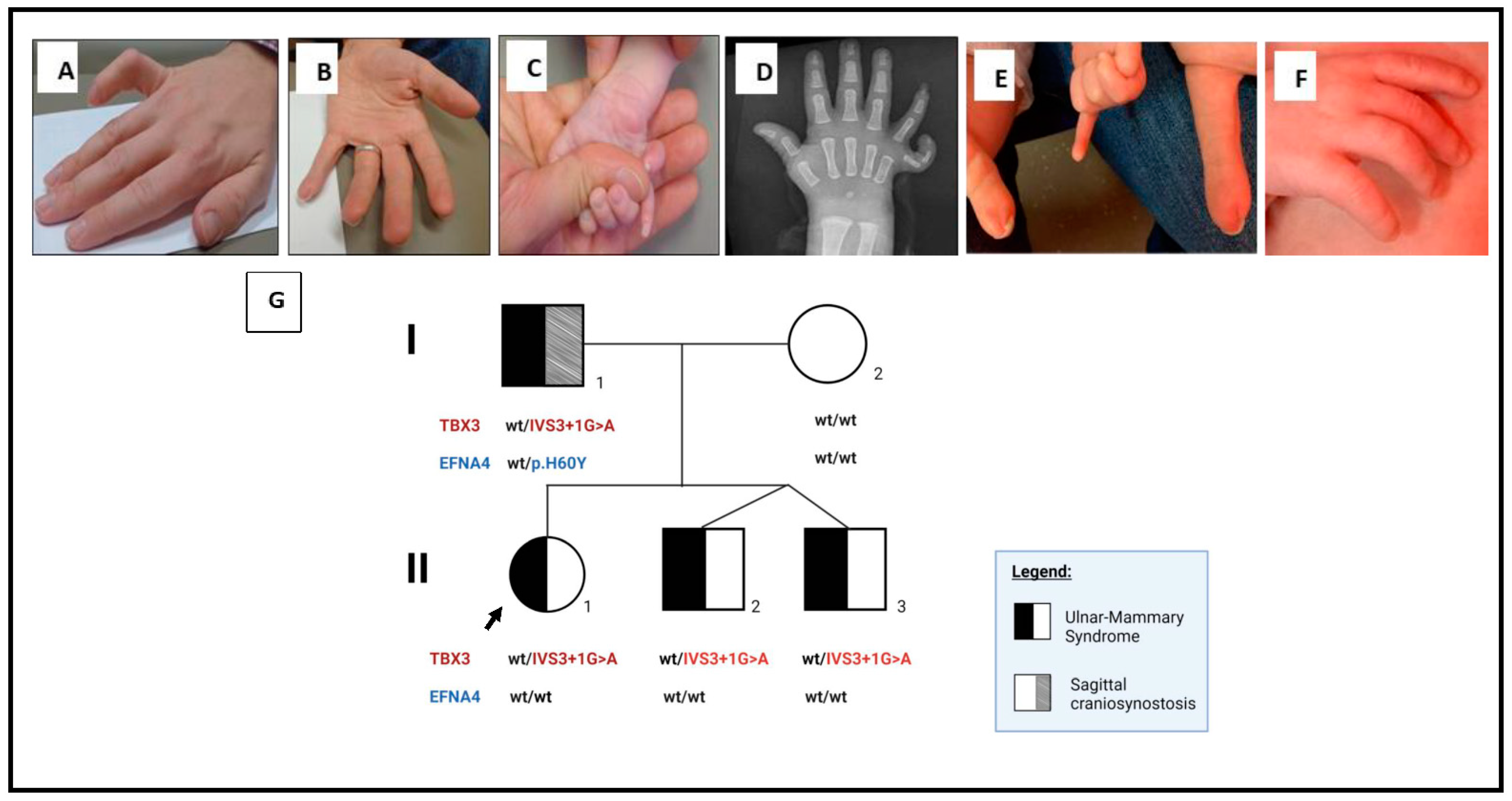 Genes 13 01649 g001