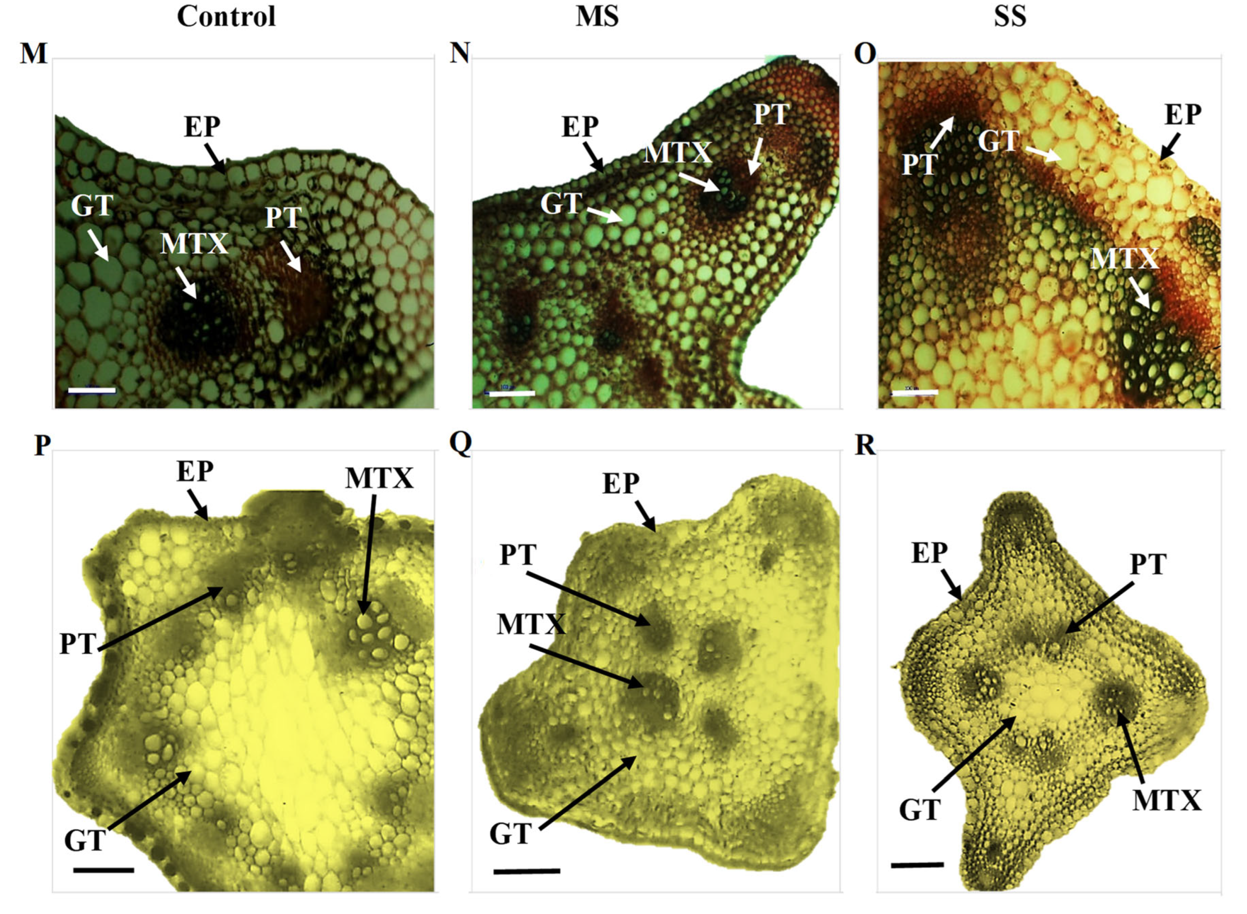 Genes 13 01877 g002b