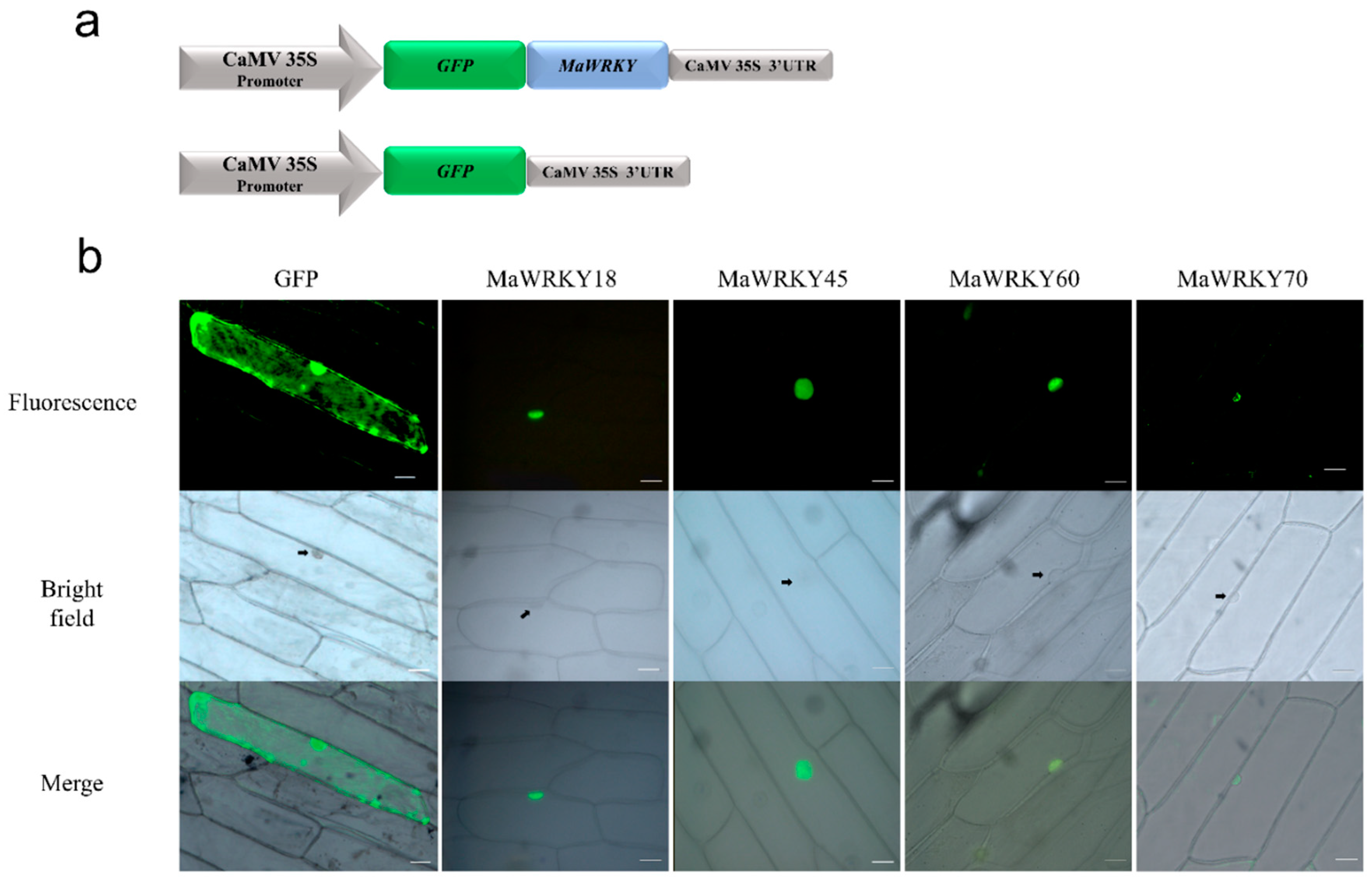 Genes 13 01891 g006 Genes 13 01891 g006