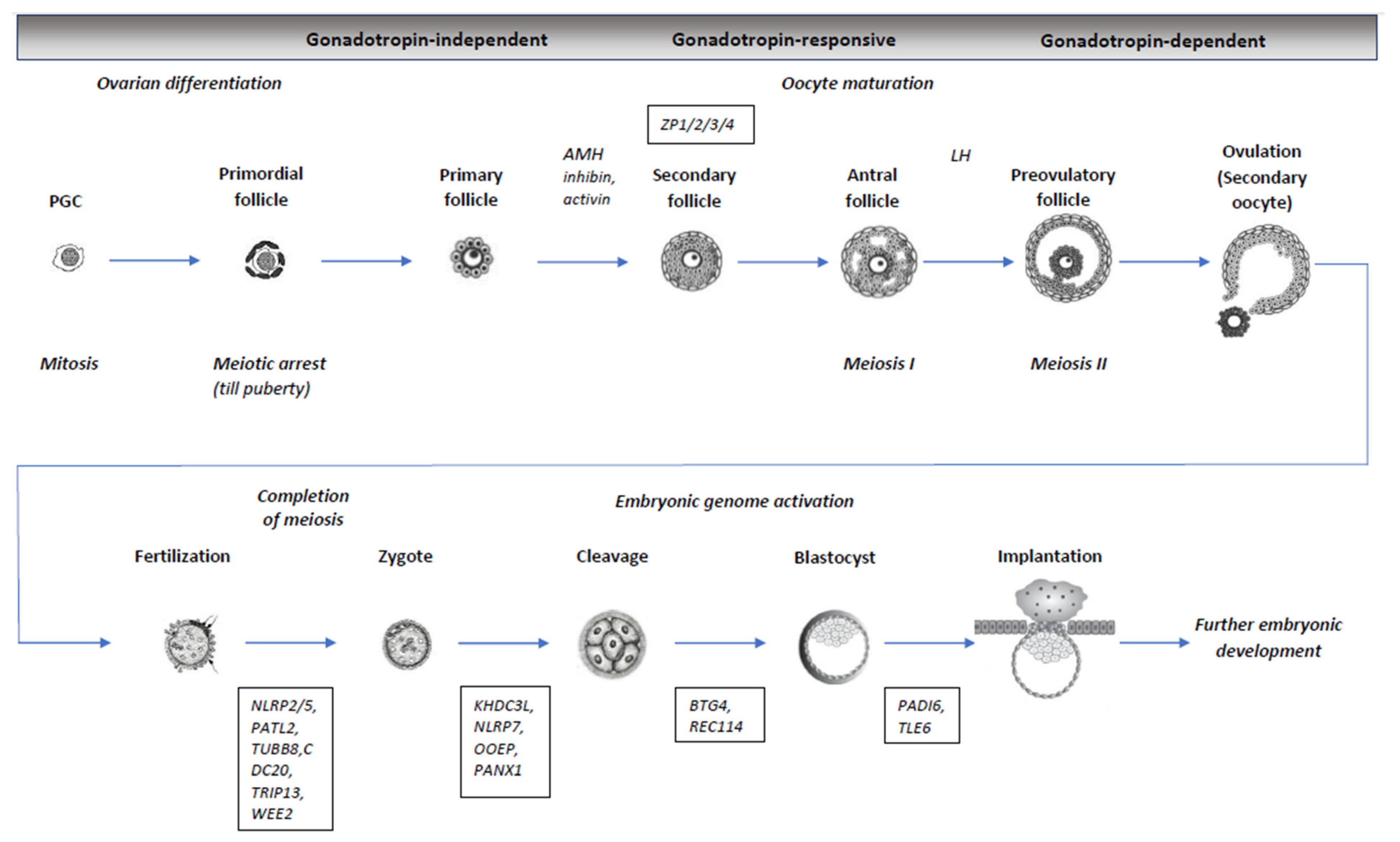 Genes 13 01920 g001