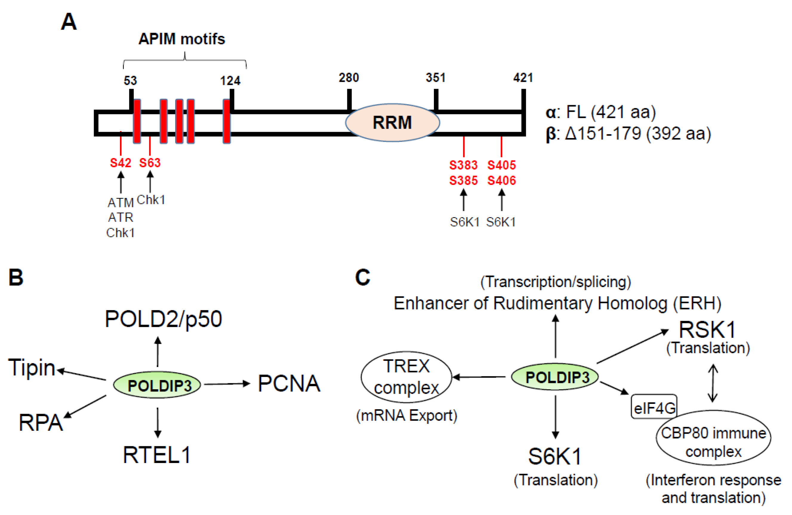 Genes 13 01921 g001 Genes 13 01921 g001