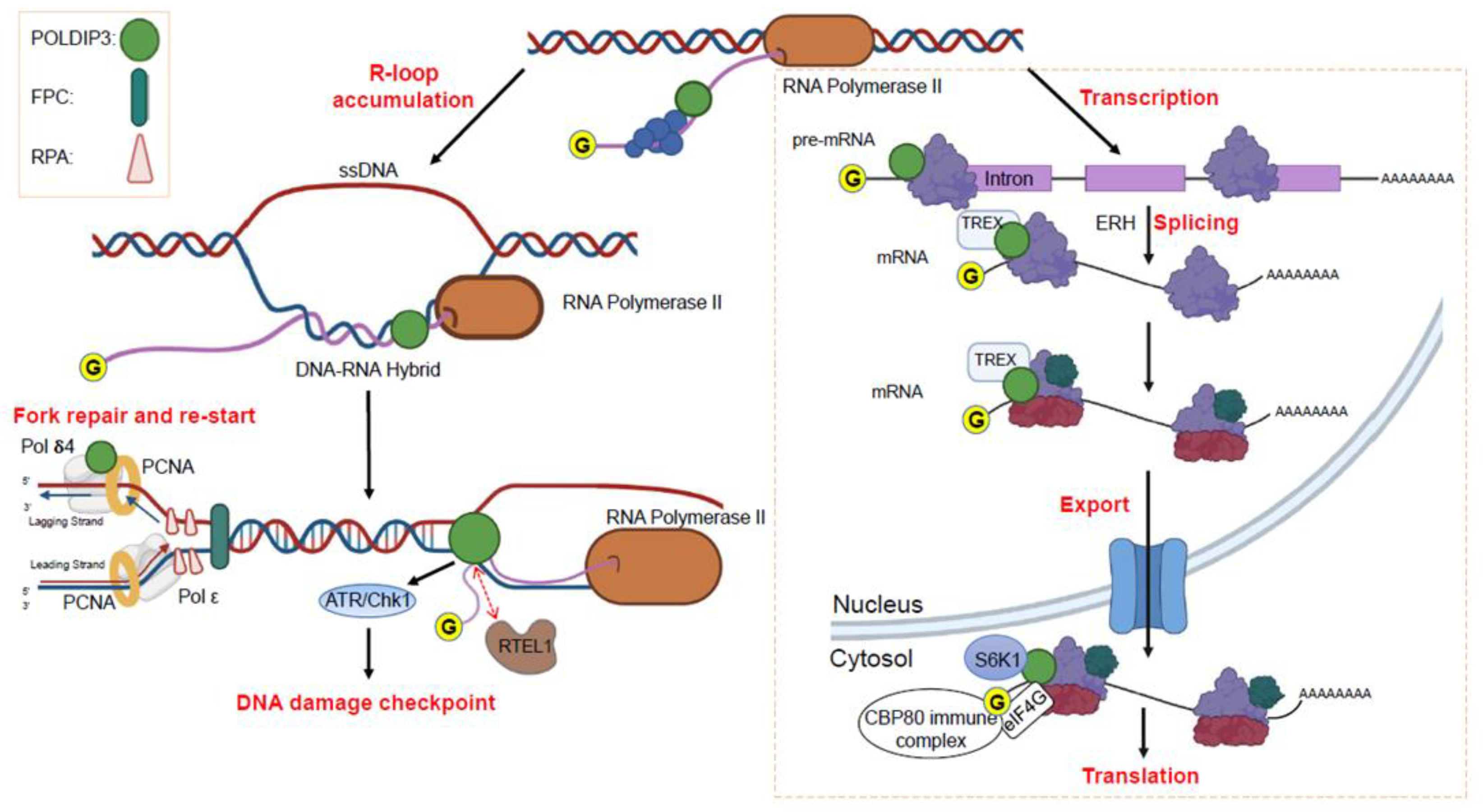 Genes 13 01921 g005 Genes 13 01921 g005