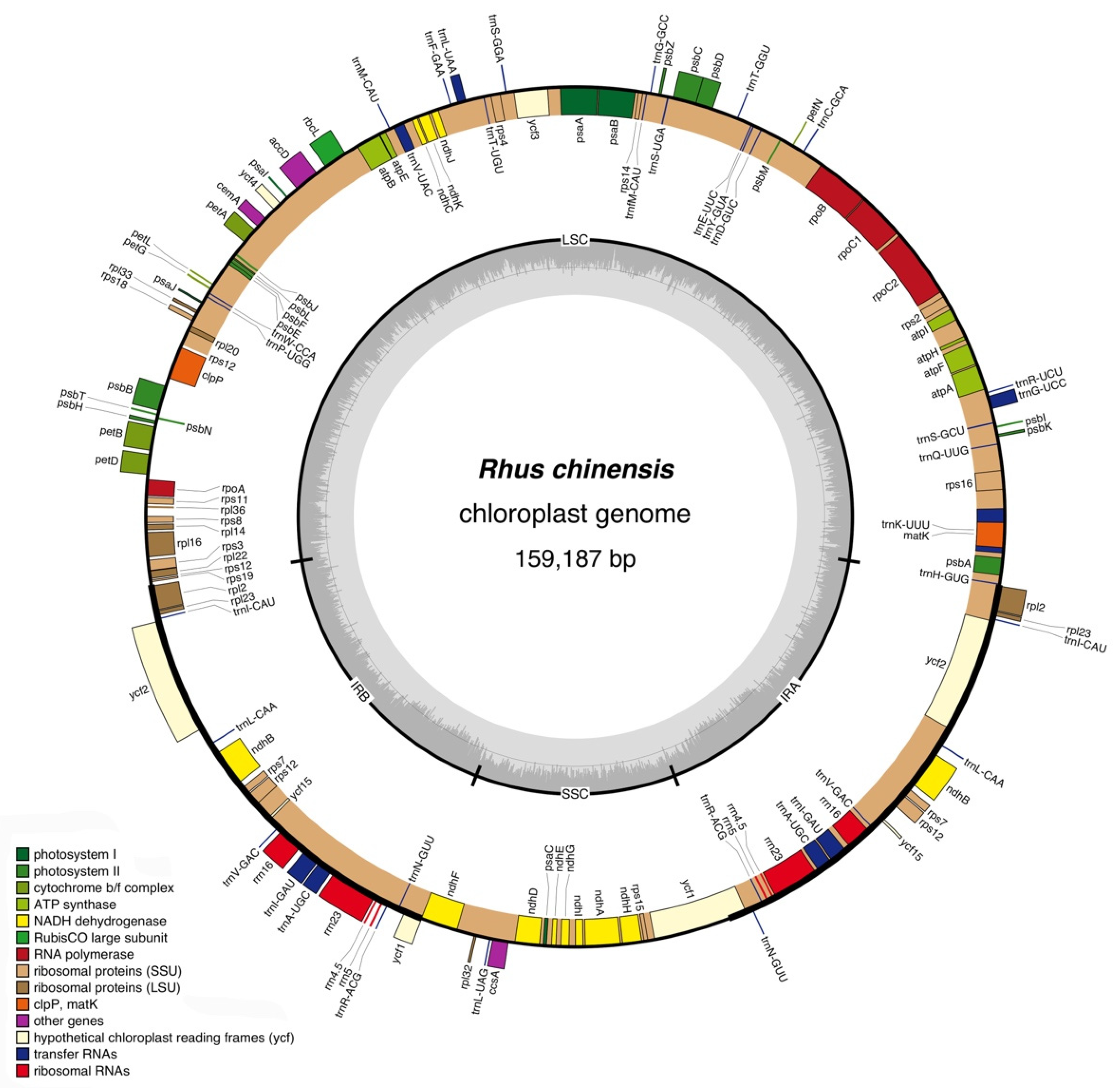 Genes 13 01936 g001 Genes 13 01936 g001