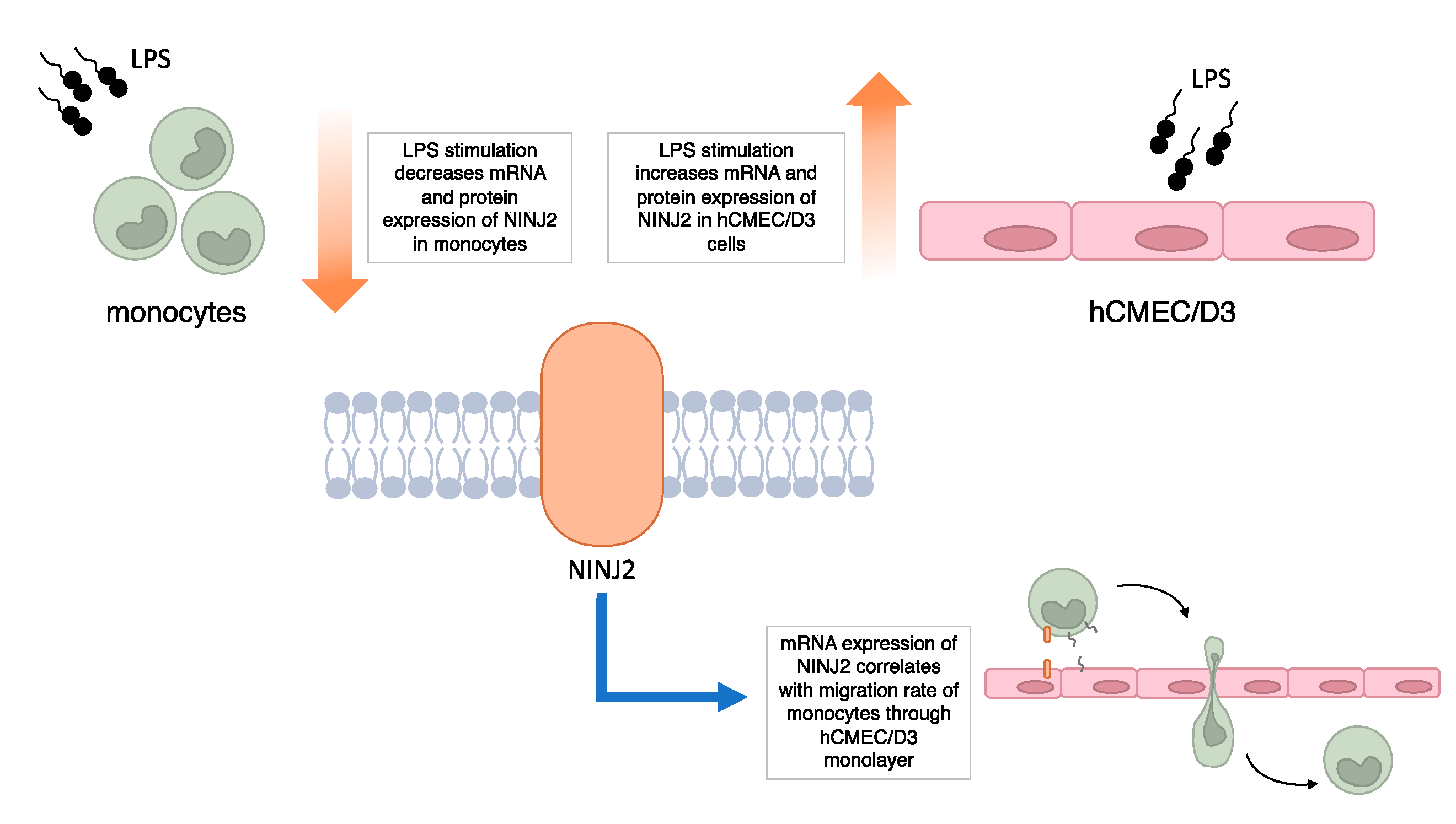 Genes 13 01946 g005 Genes 13 01946 g005