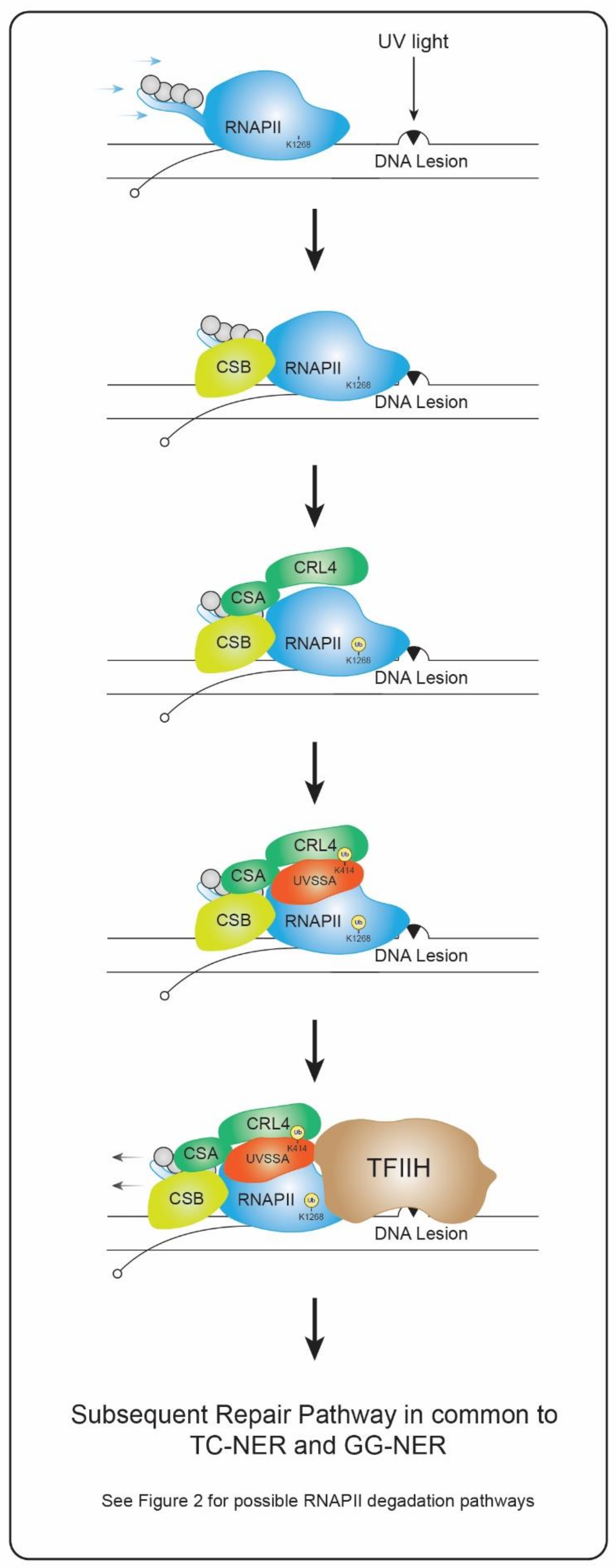Genes 13 01951 g001 Genes 13 01951 g001
