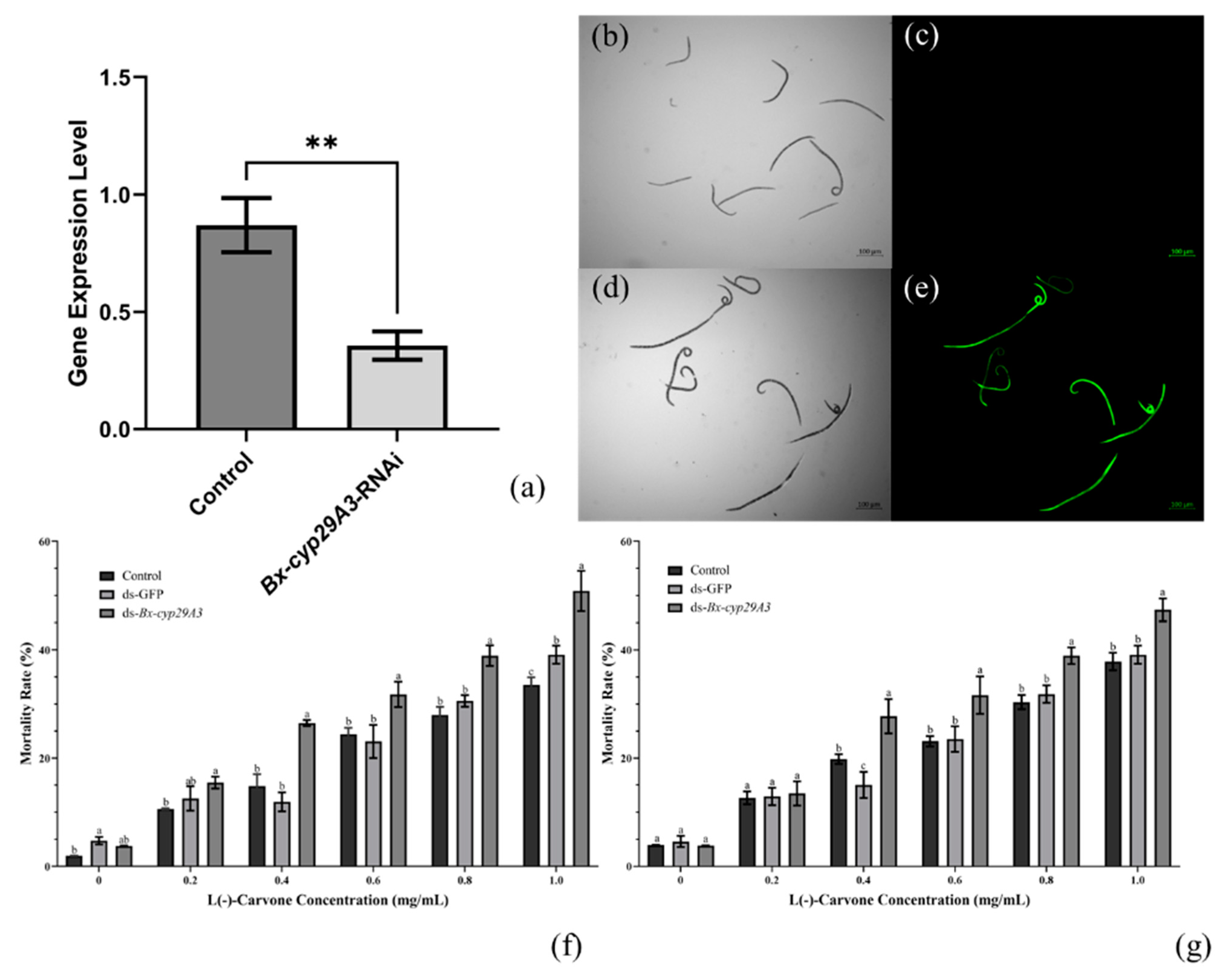 Genes 13 01956 g006 Genes 13 01956 g006