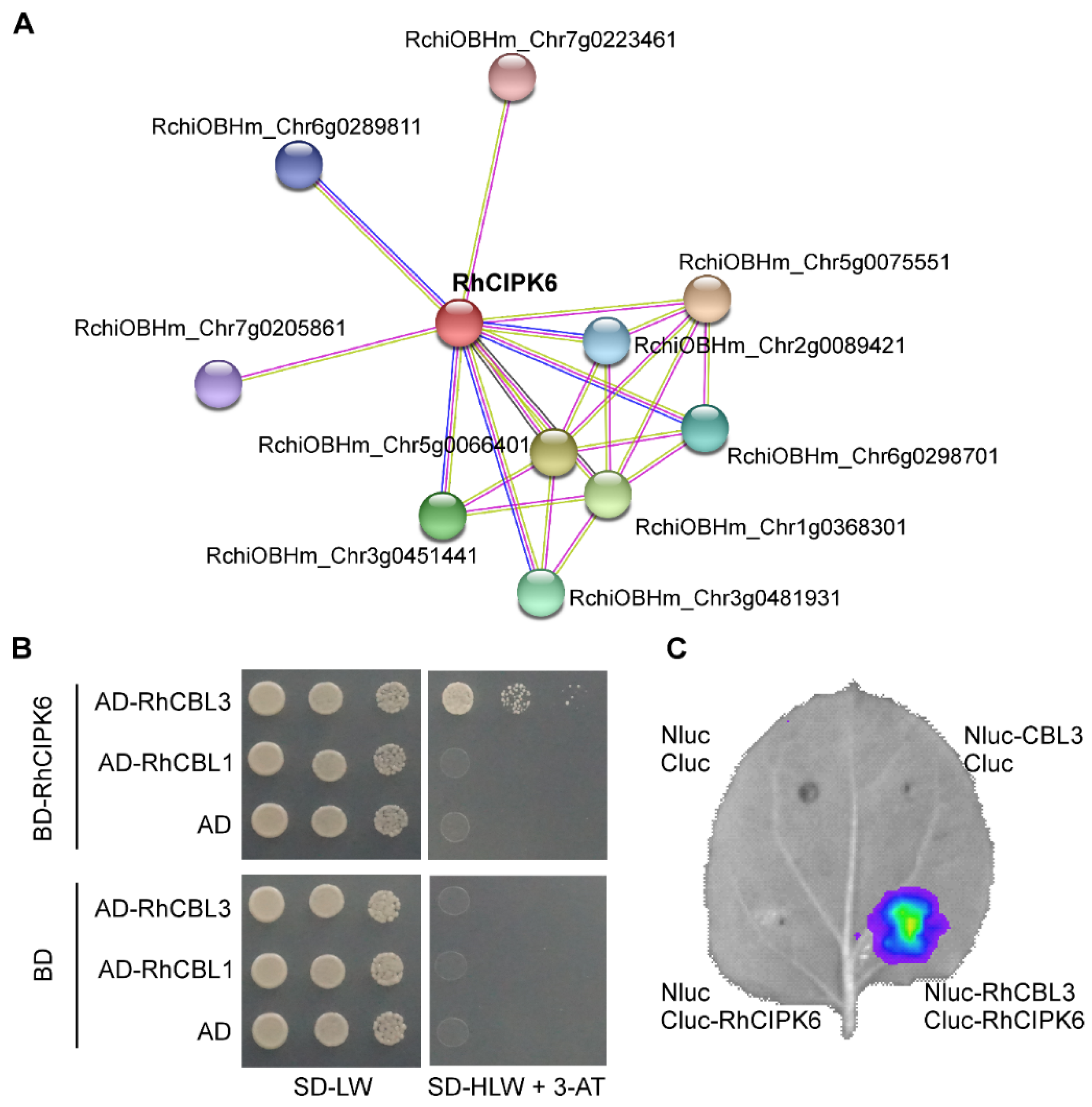 Genes 13 01989 g007