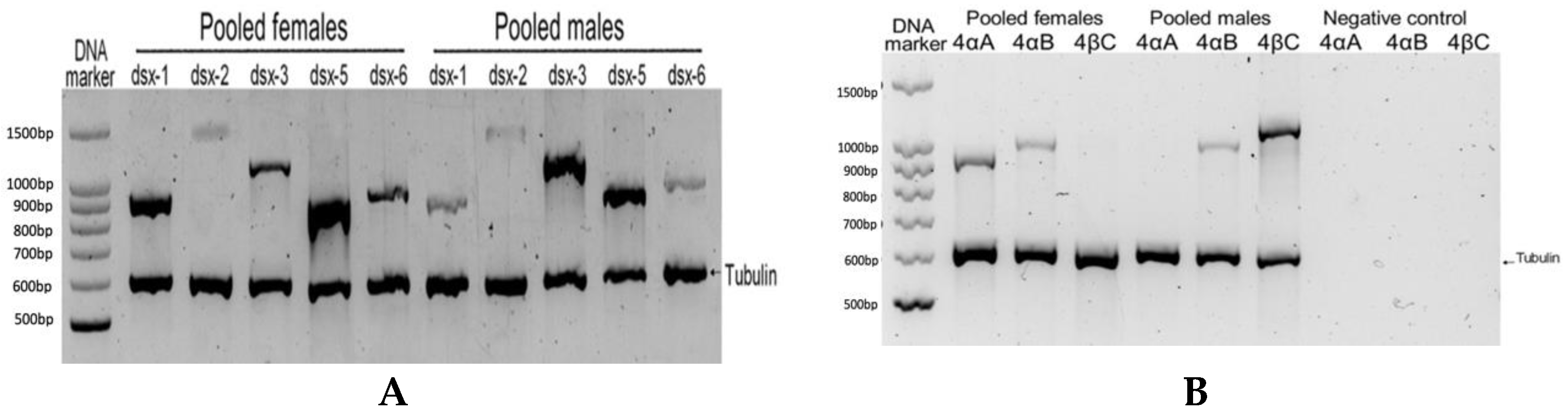 Genes 13 01997 g001