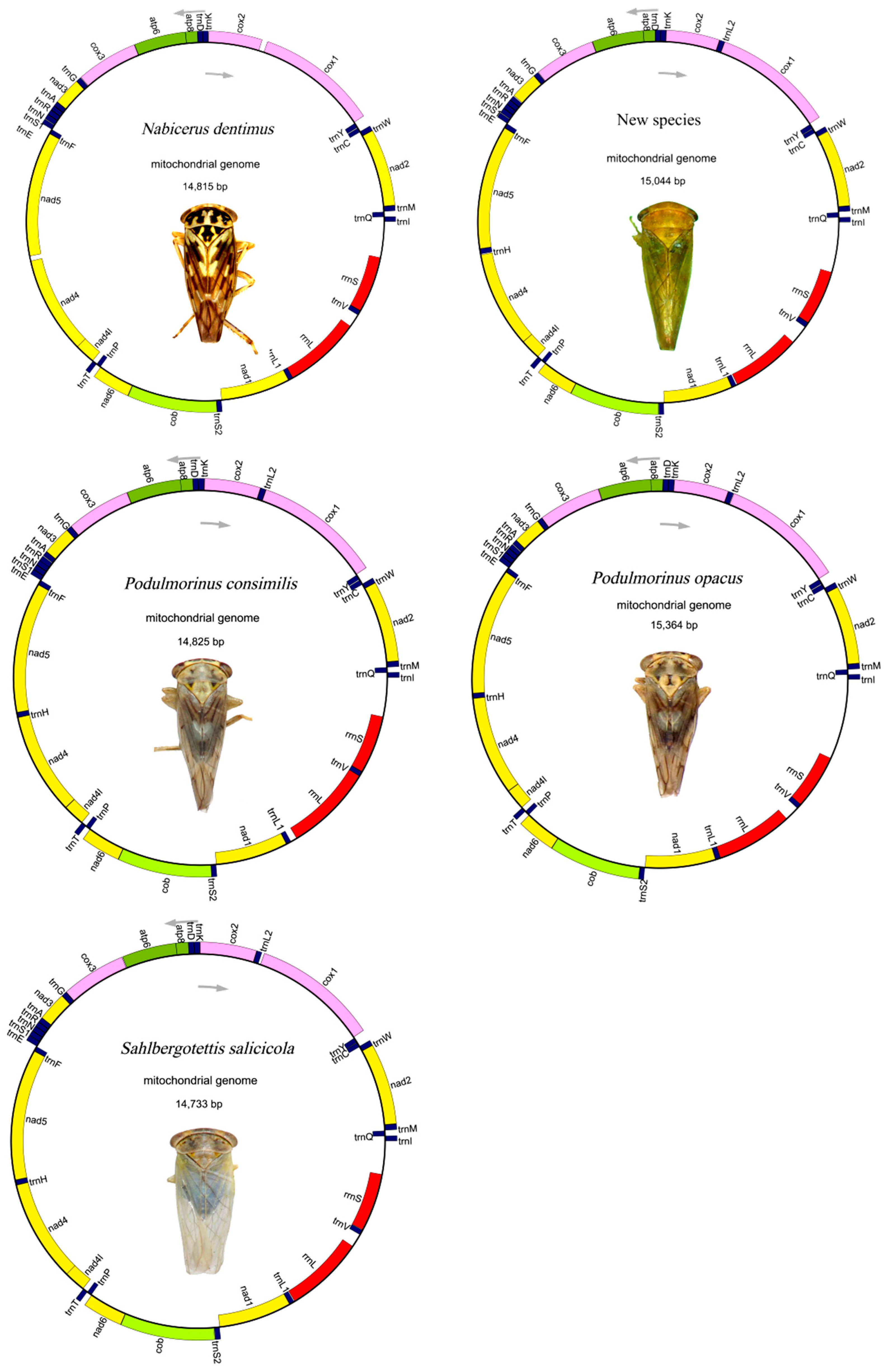 Genes 13 02000 g001 Genes 13 02000 g001