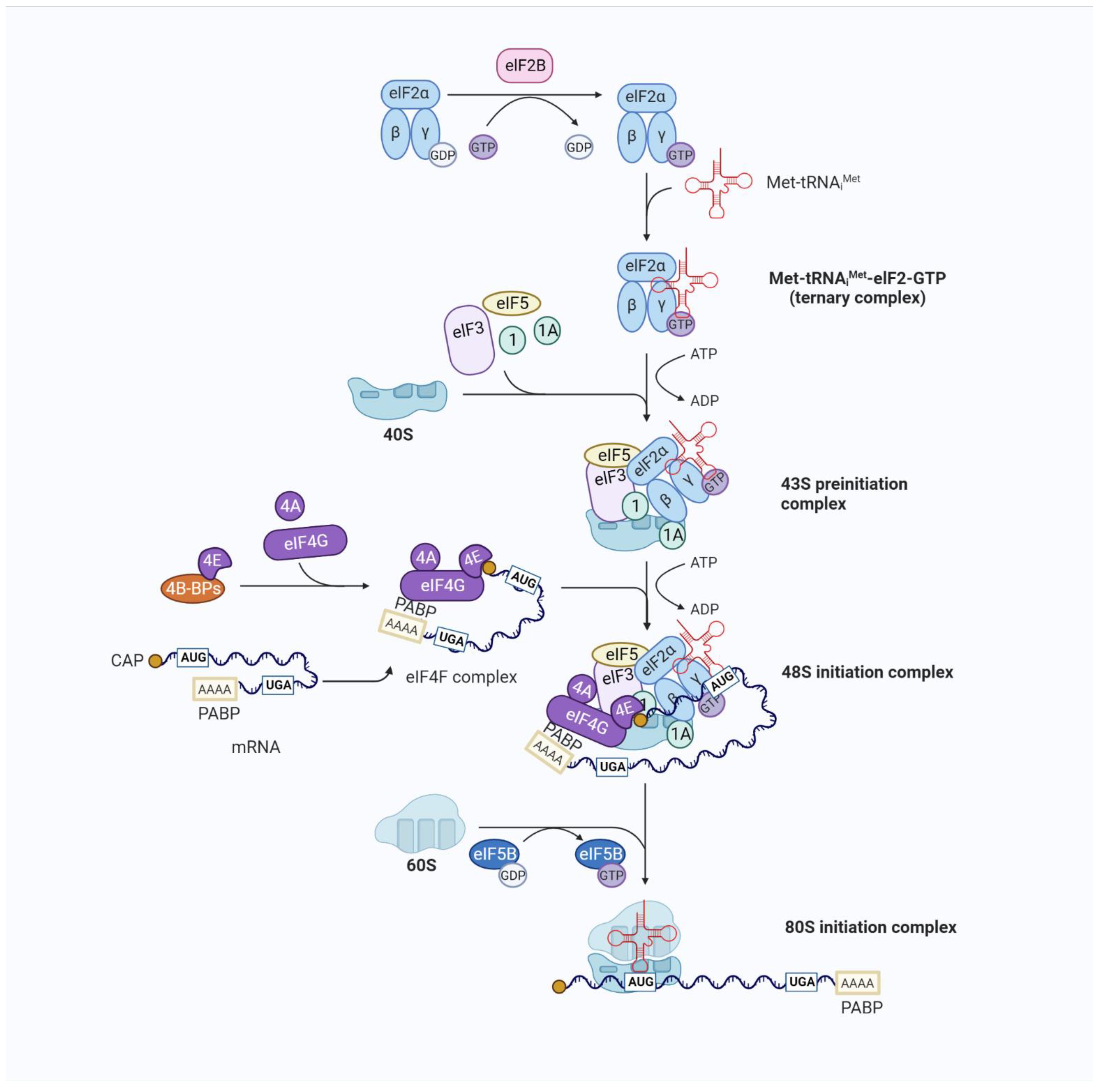 Genes 13 02050 g002 Genes 13 02050 g002