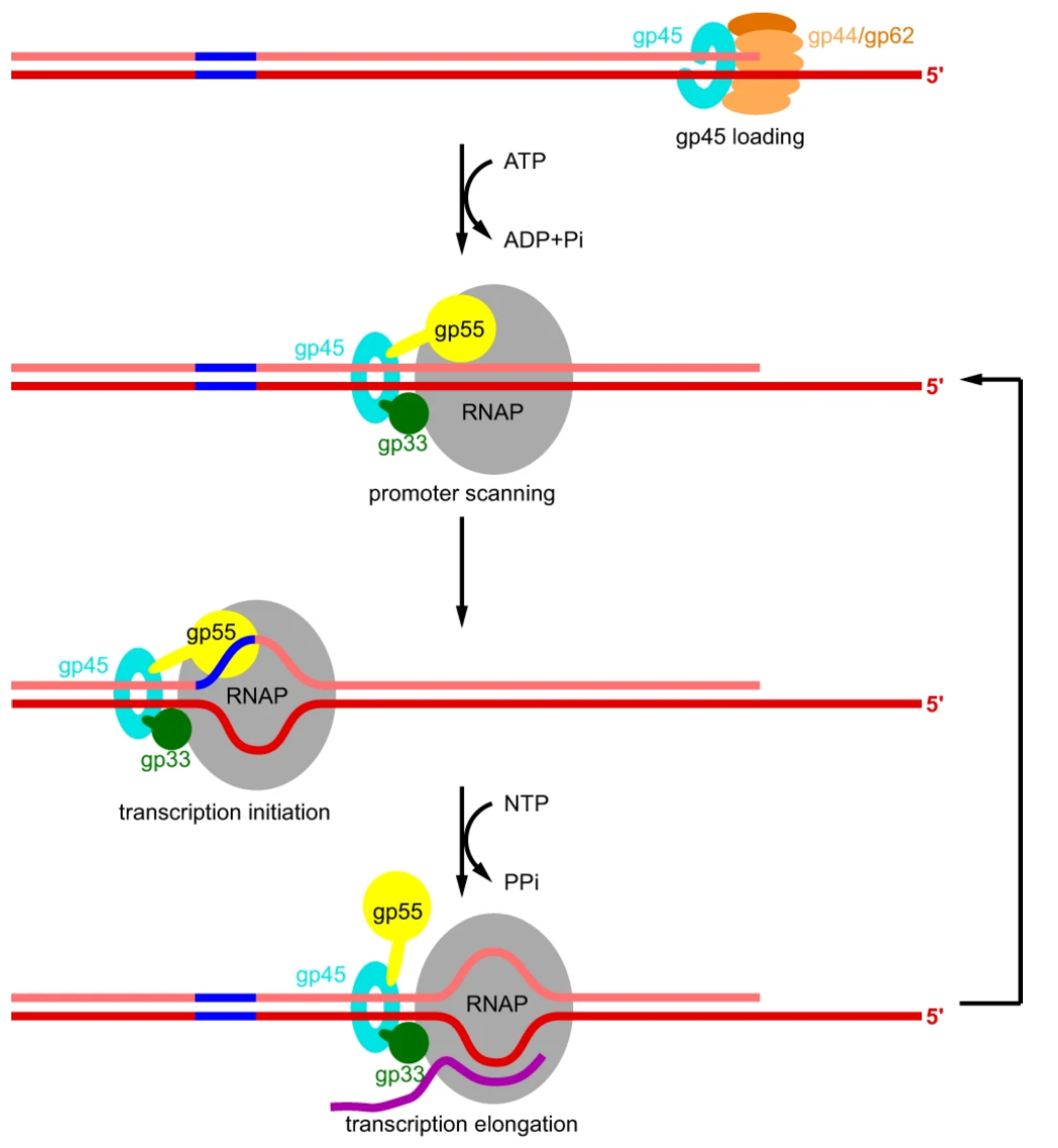 Genes 13 02058 g004 Genes 13 02058 g004