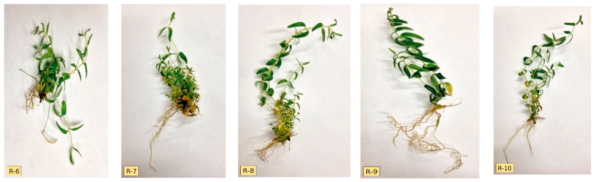 Genes 13 02114 g002b