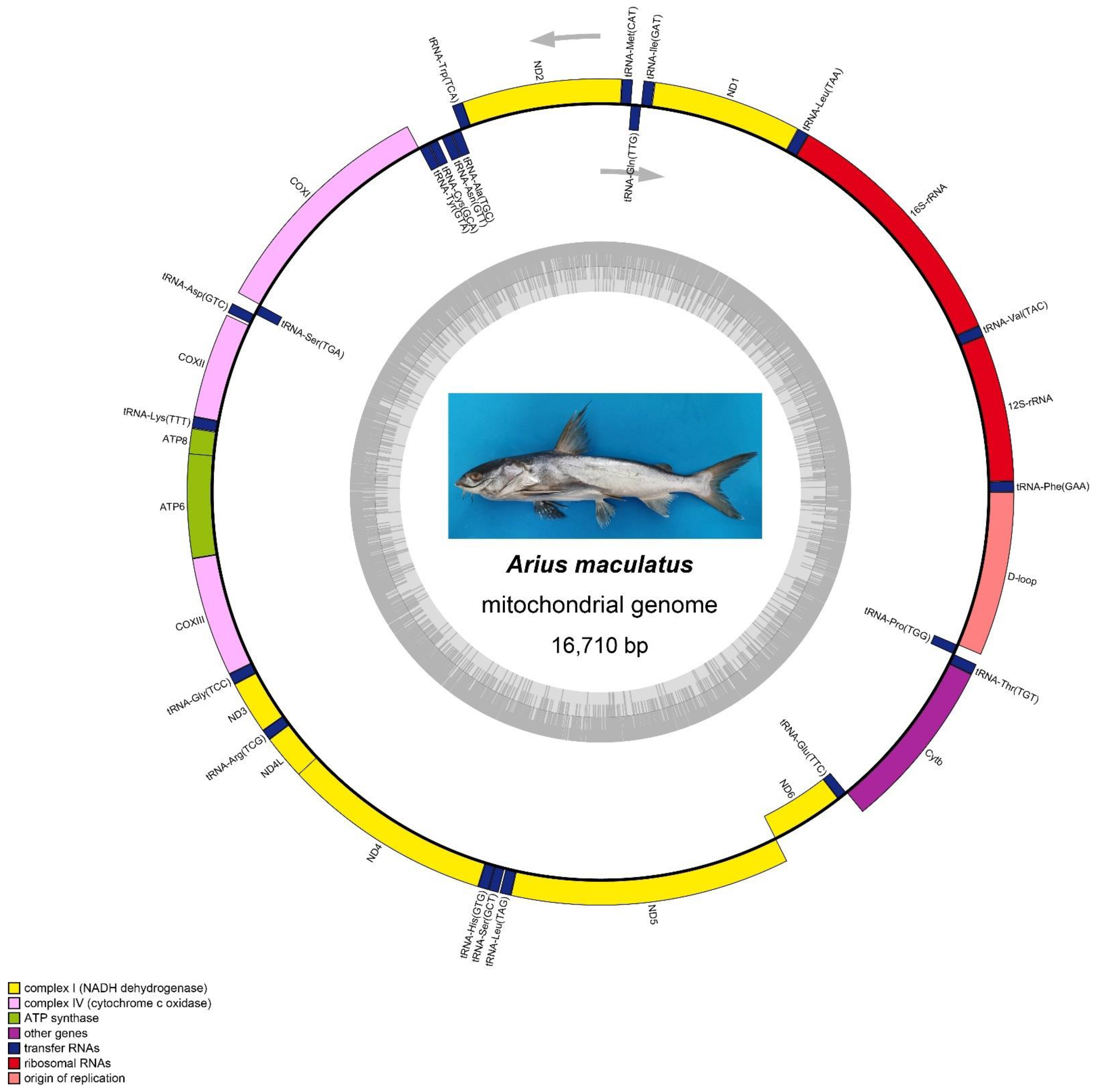 Genes 13 02128 g001 Genes 13 02128 g001