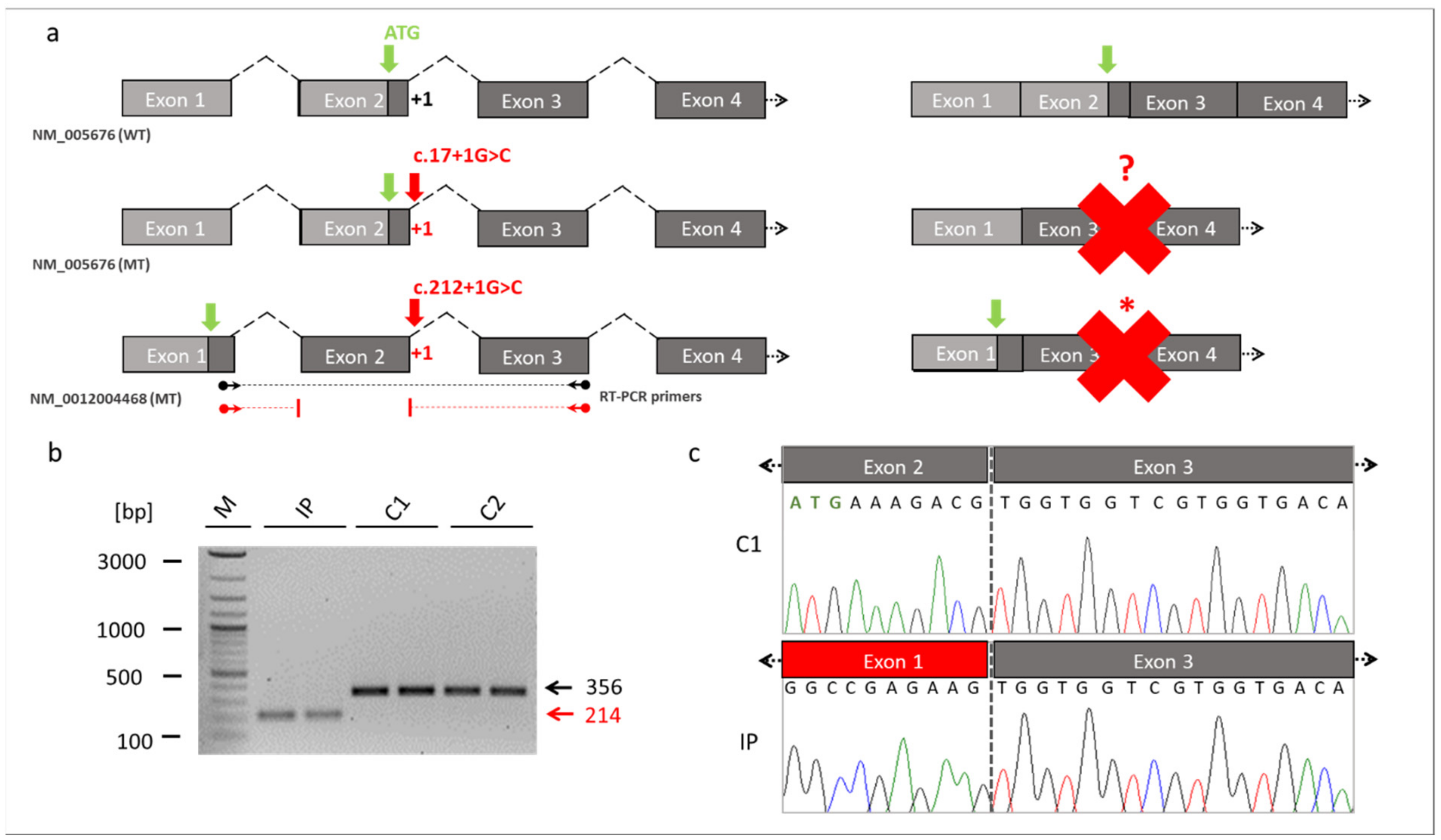Genes 13 02154 g003 Genes 13 02154 g003