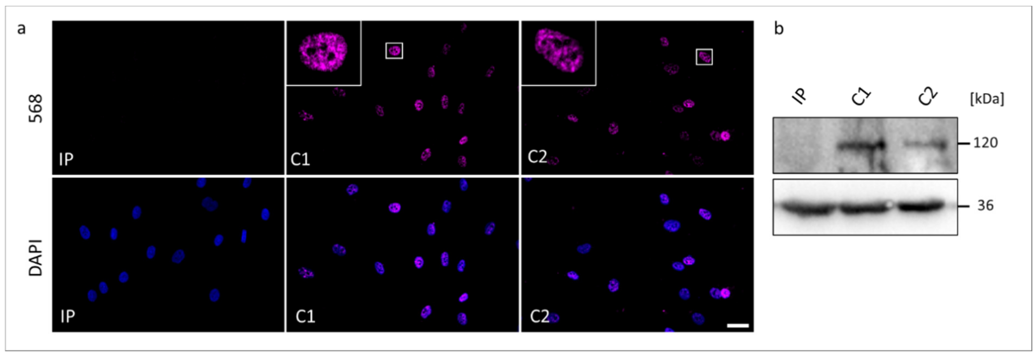 Genes 13 02154 g004 Genes 13 02154 g004