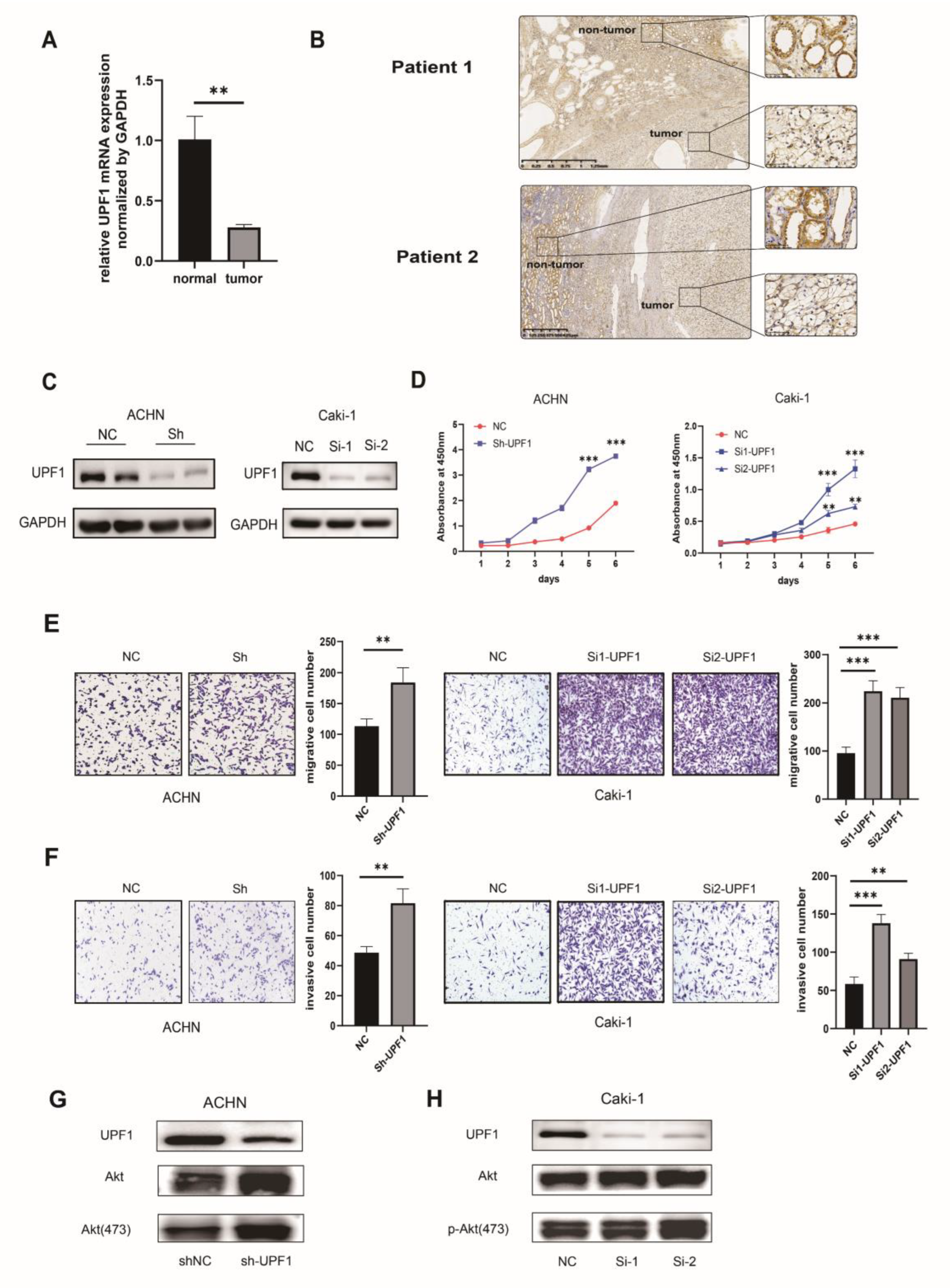Genes 13 02166 g007 Genes 13 02166 g007