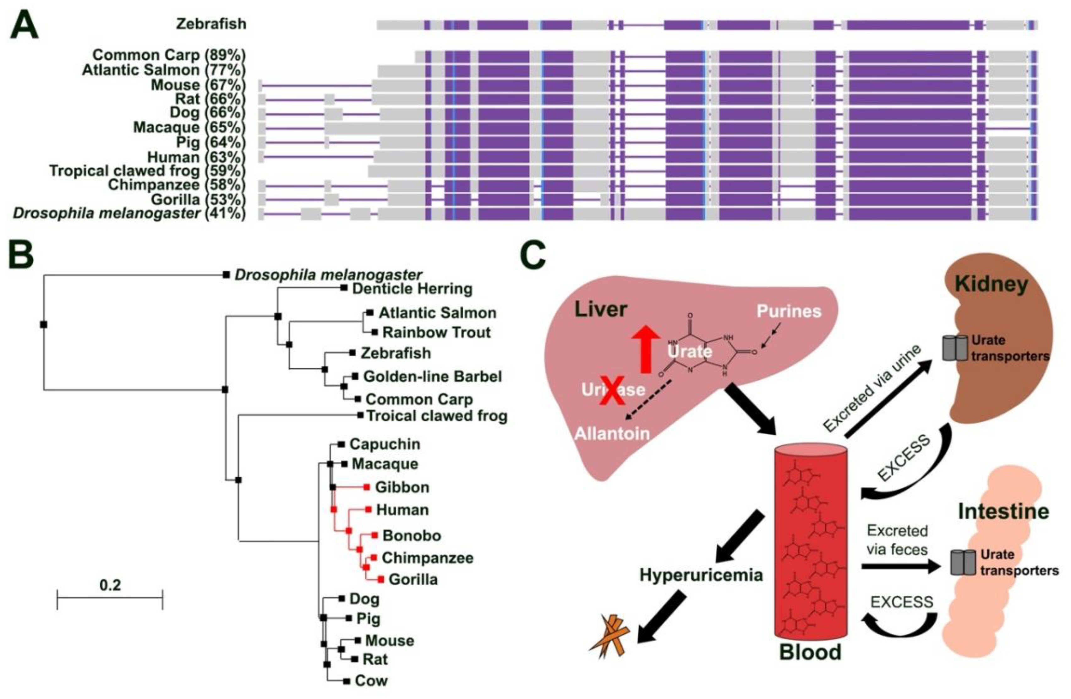Genes 13 02179 g001