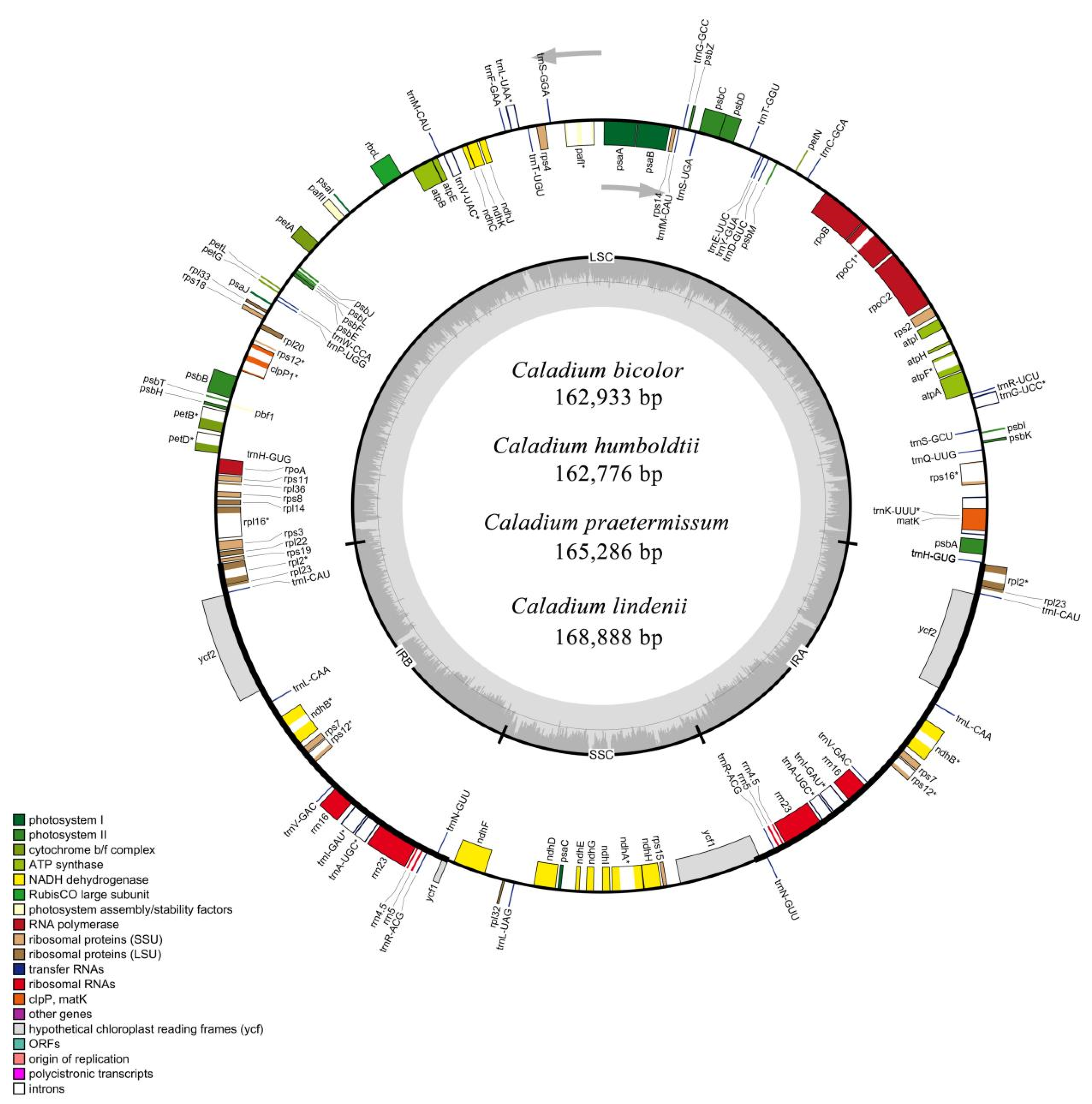Genes 13 02180 g001 Genes 13 02180 g001