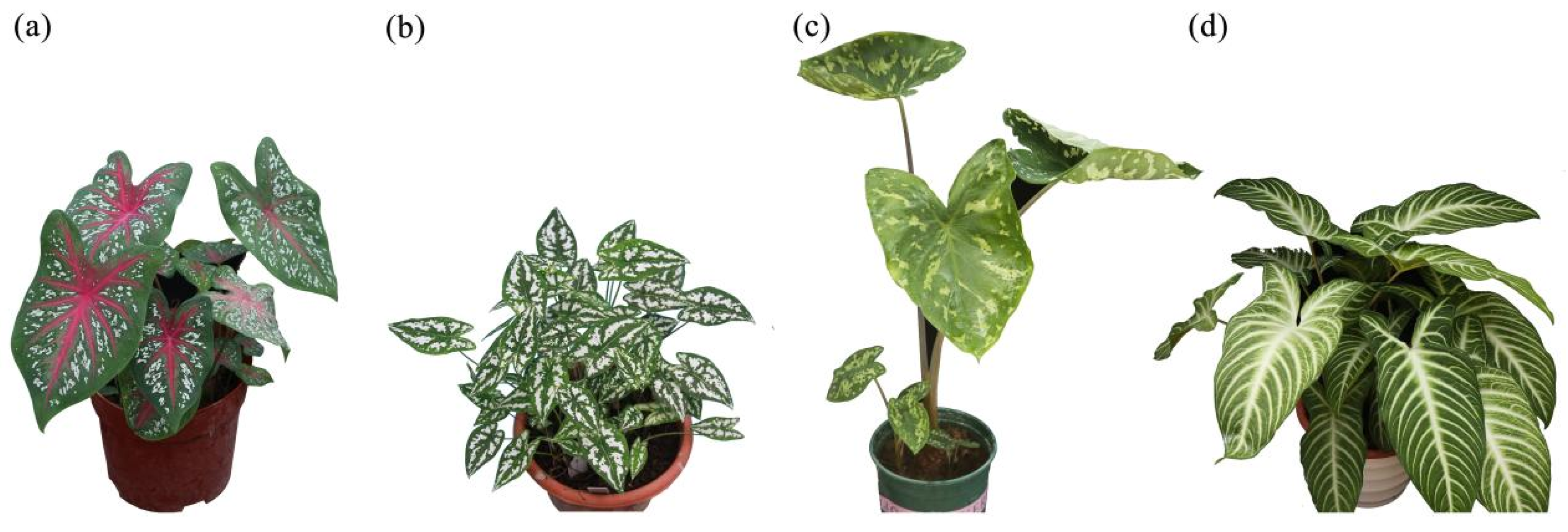 Genes 13 02180 g007 Genes 13 02180 g007