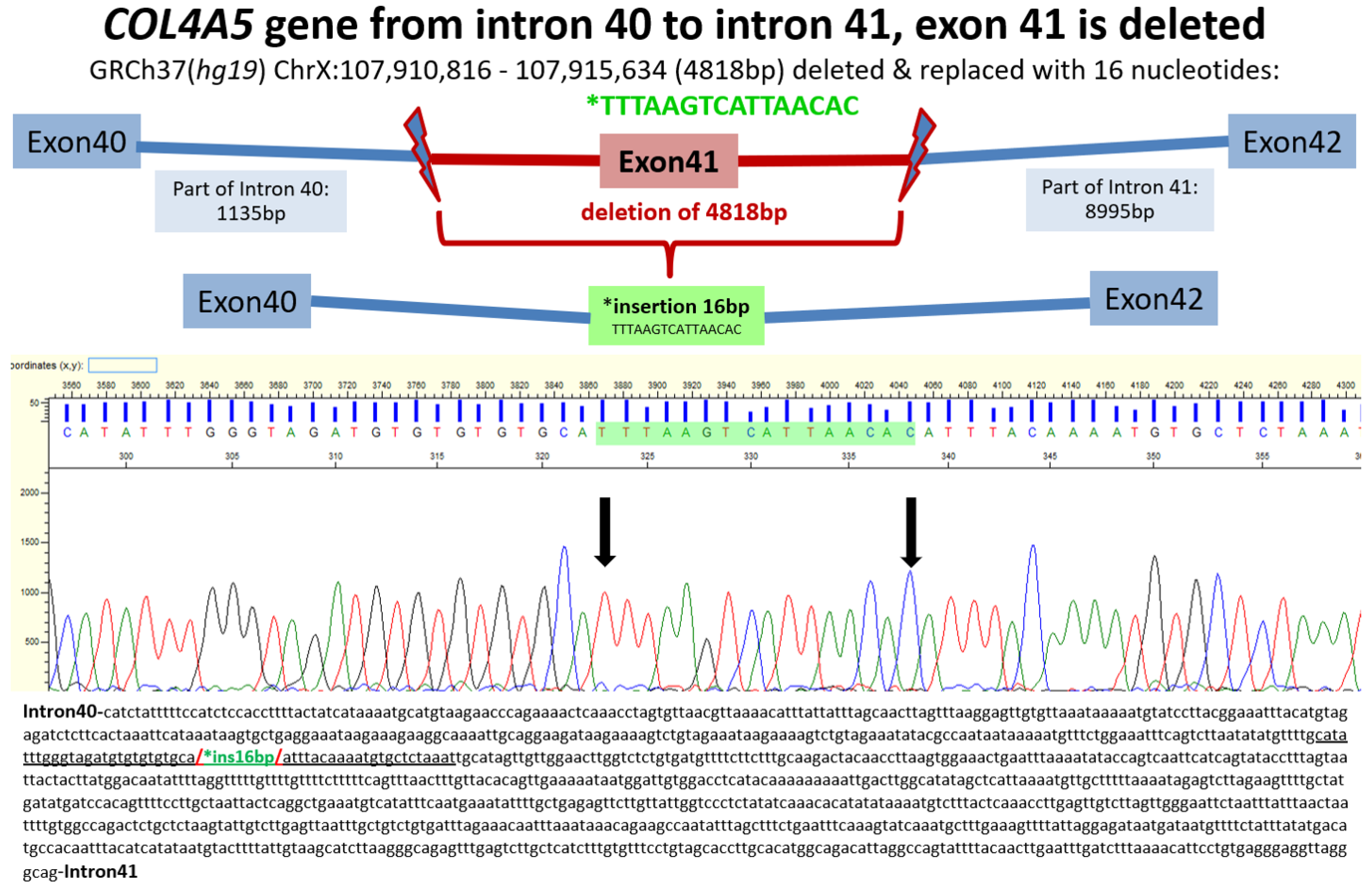 Genes 13 02203 g001 Genes 13 02203 g001