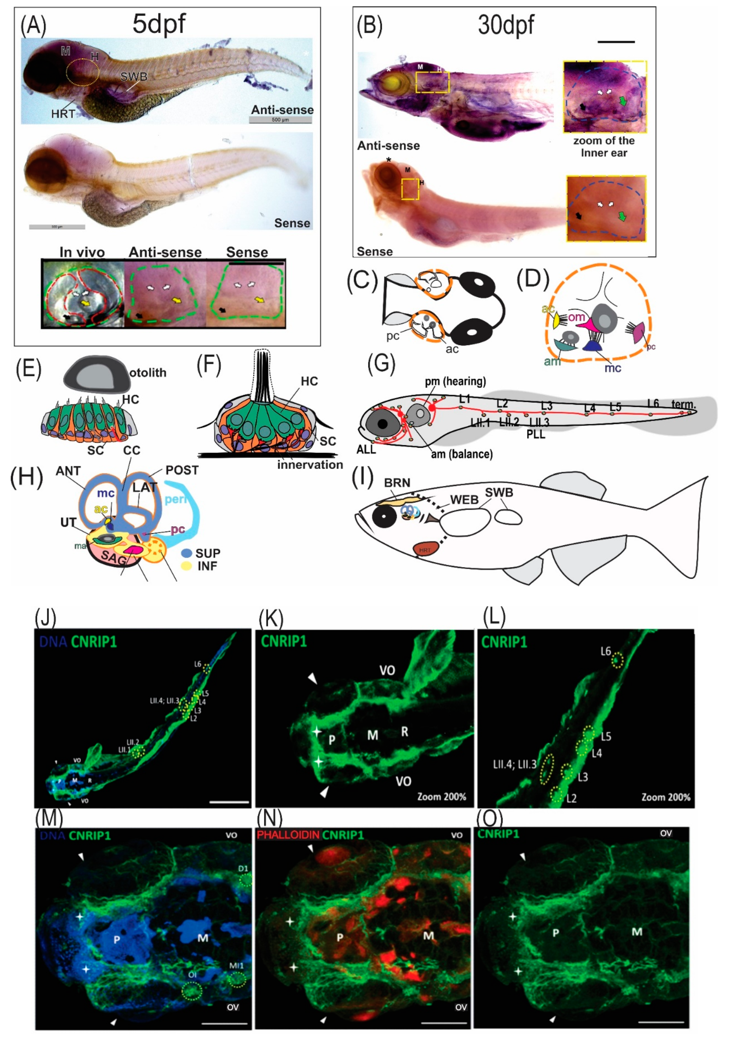 Genes 13 02274 g003 Genes 13 02274 g003