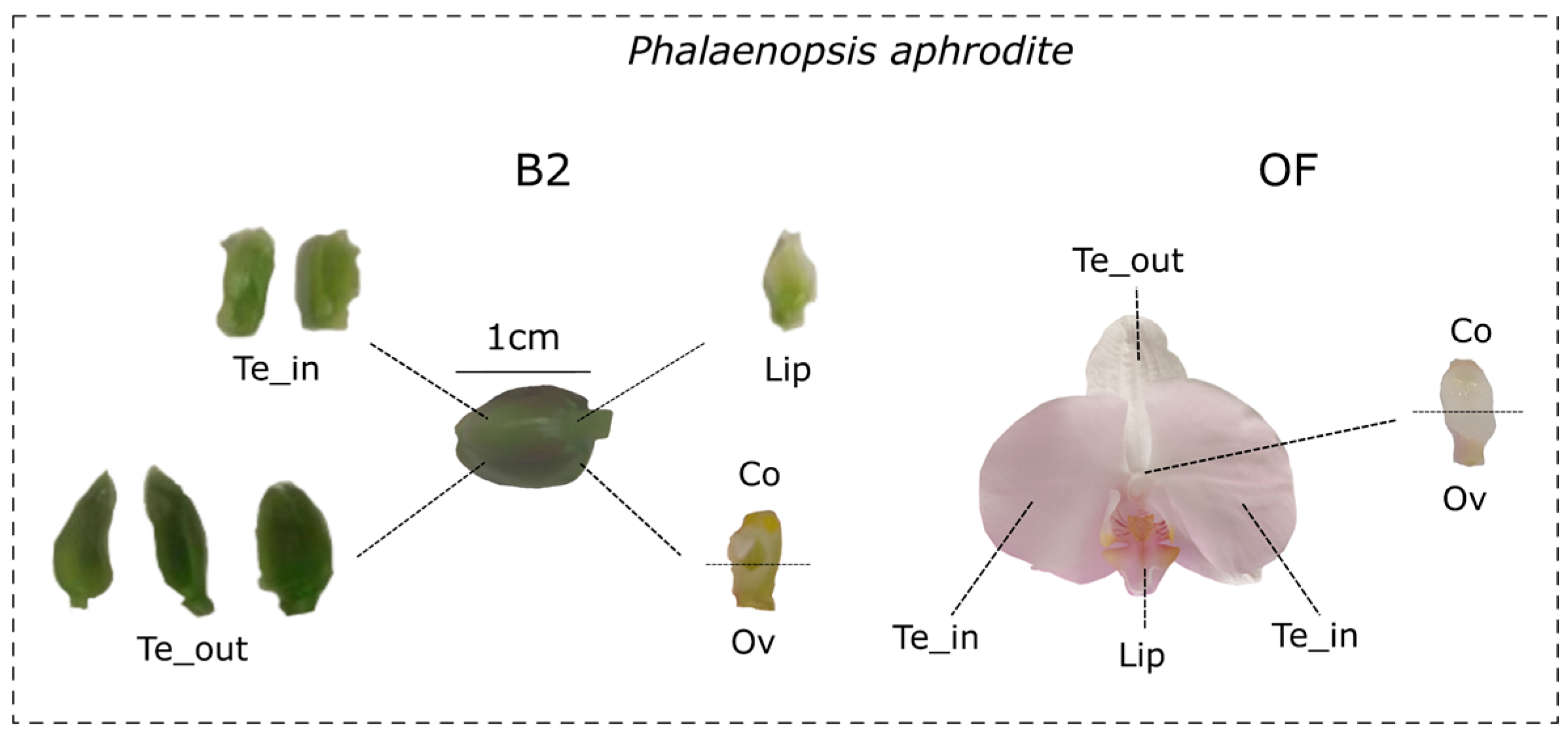 Genes 13 02293 g001 Genes 13 02293 g001